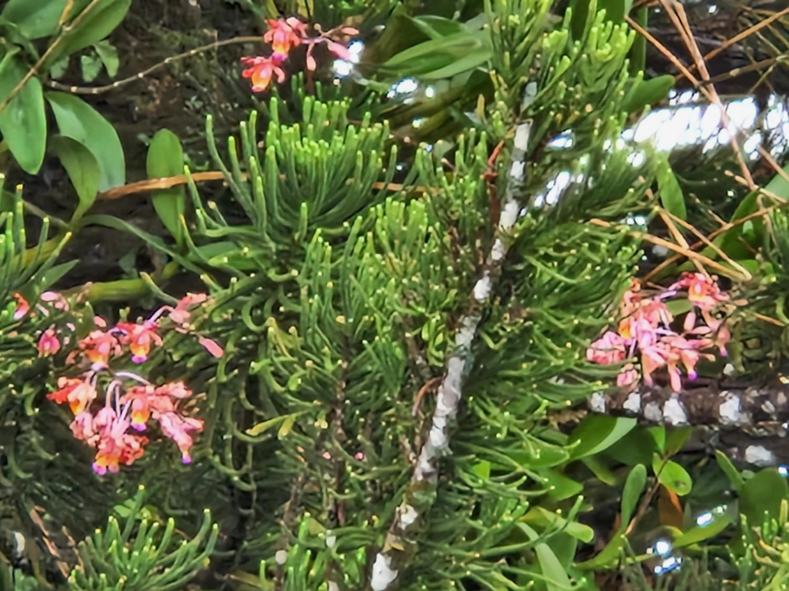 Garden in Habitation Villa Les Cassias