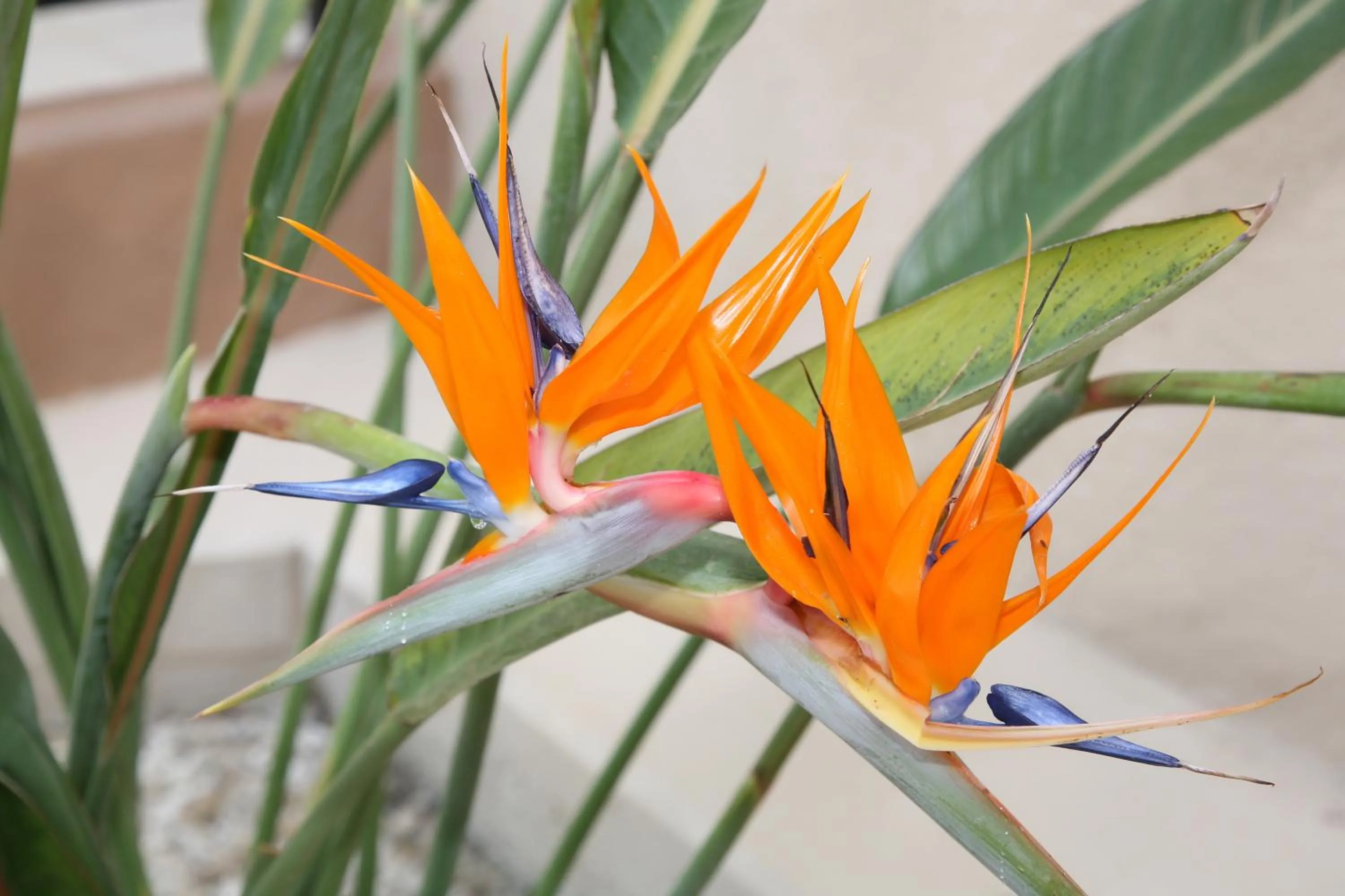 Garden in Anna Hotel Apartments
