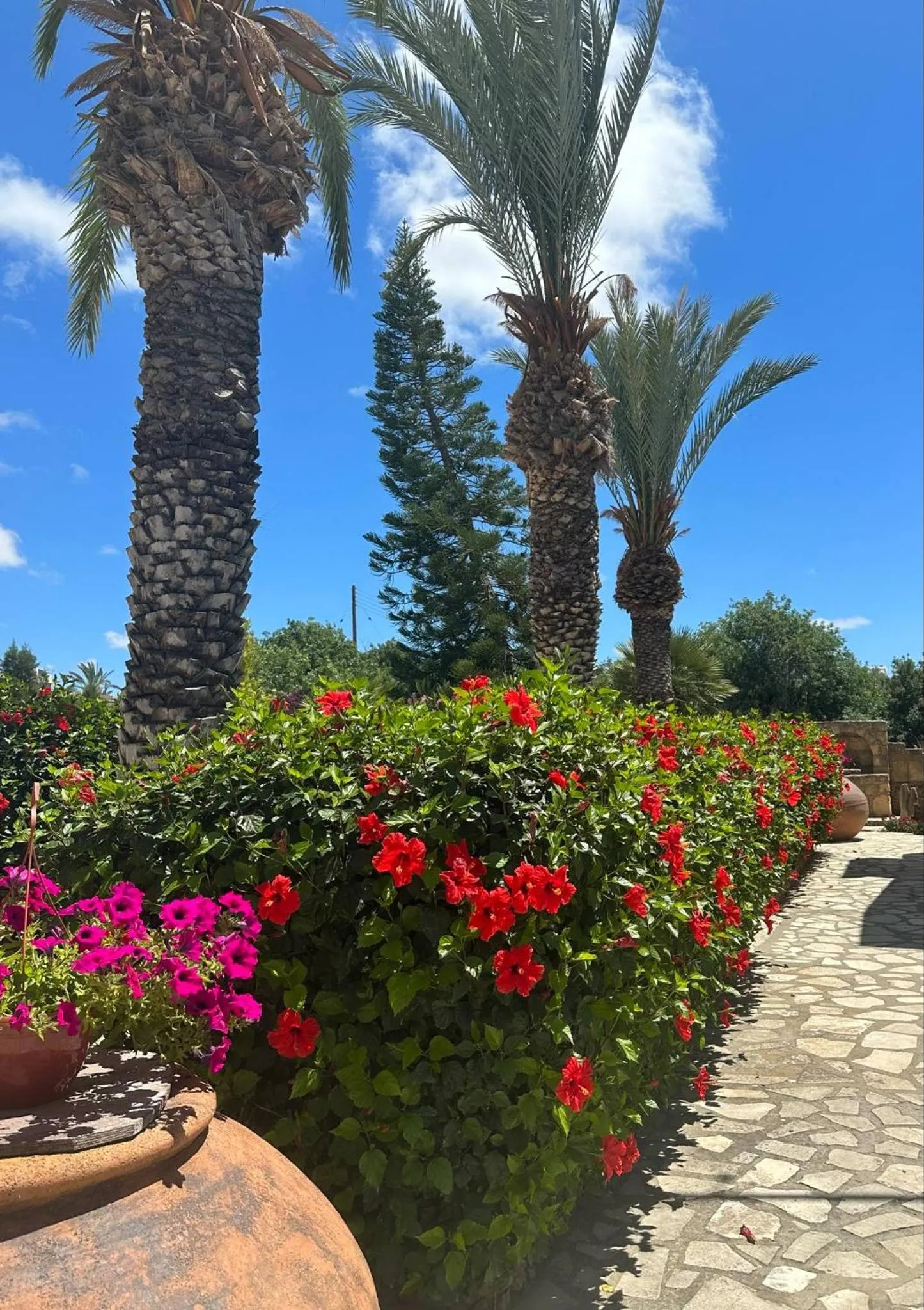 Garden in Anna Hotel Apartments