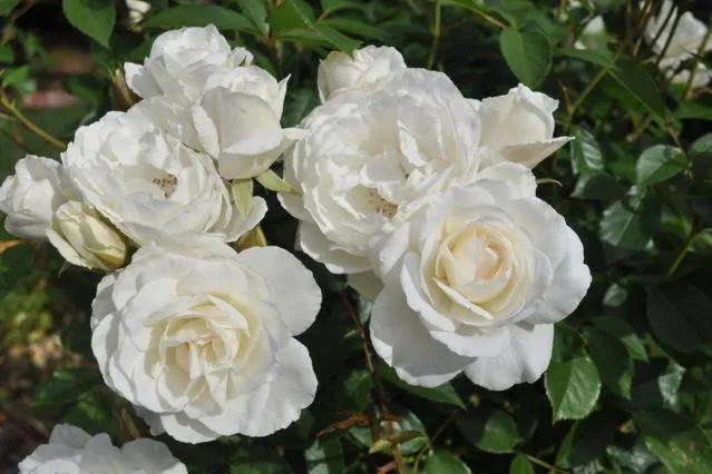 Garden in The Mill House Cottage