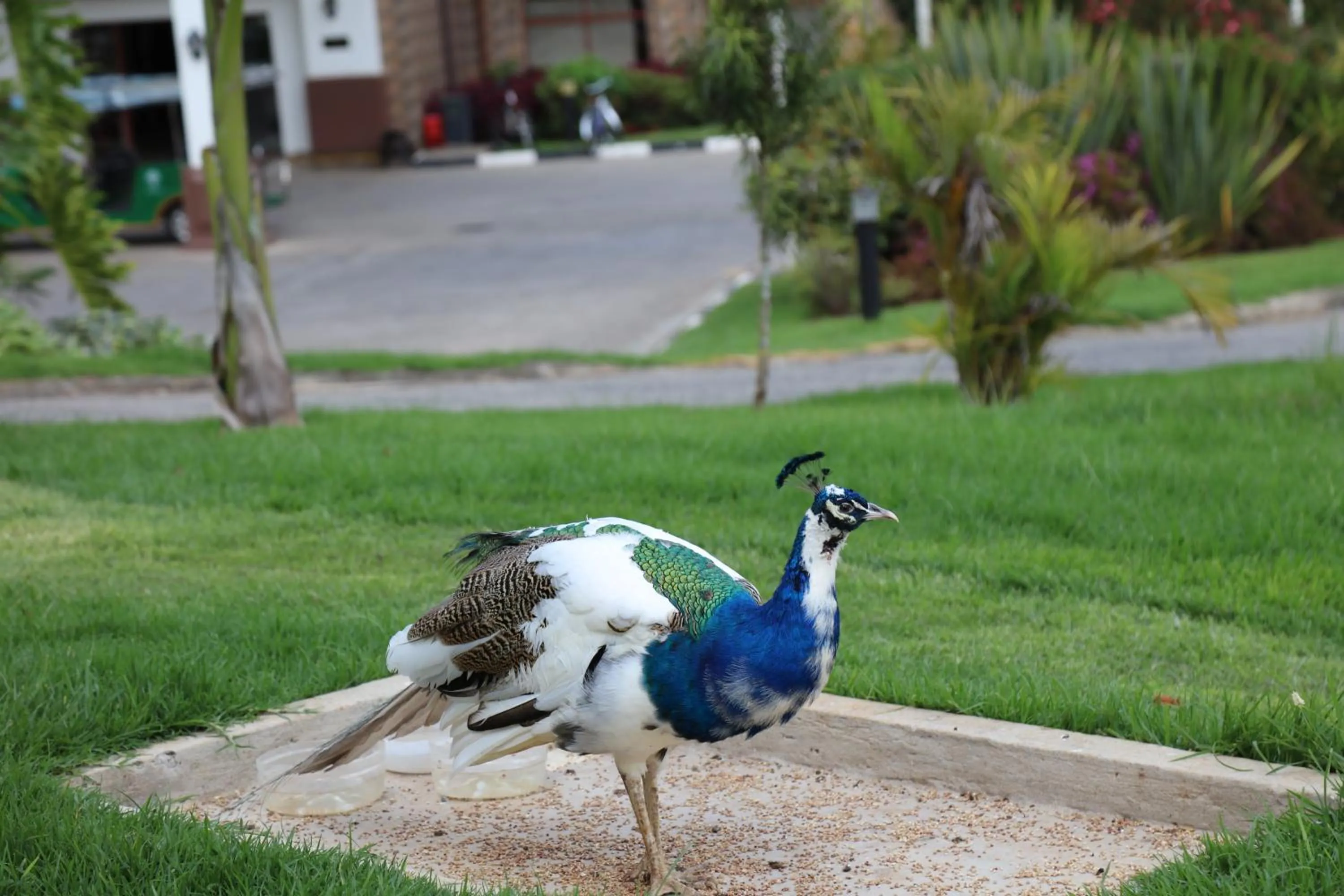 Pets in Panari Resort, BW Signature Collection