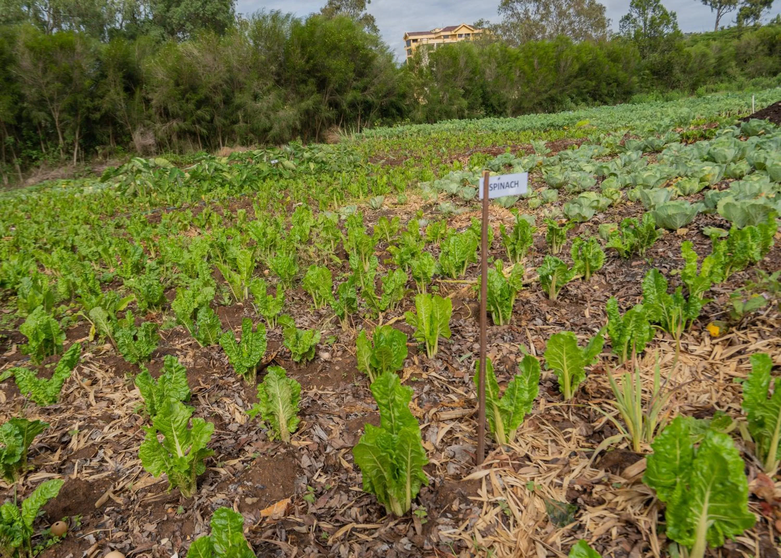 Garden in Panari Resort, BW Signature Collection