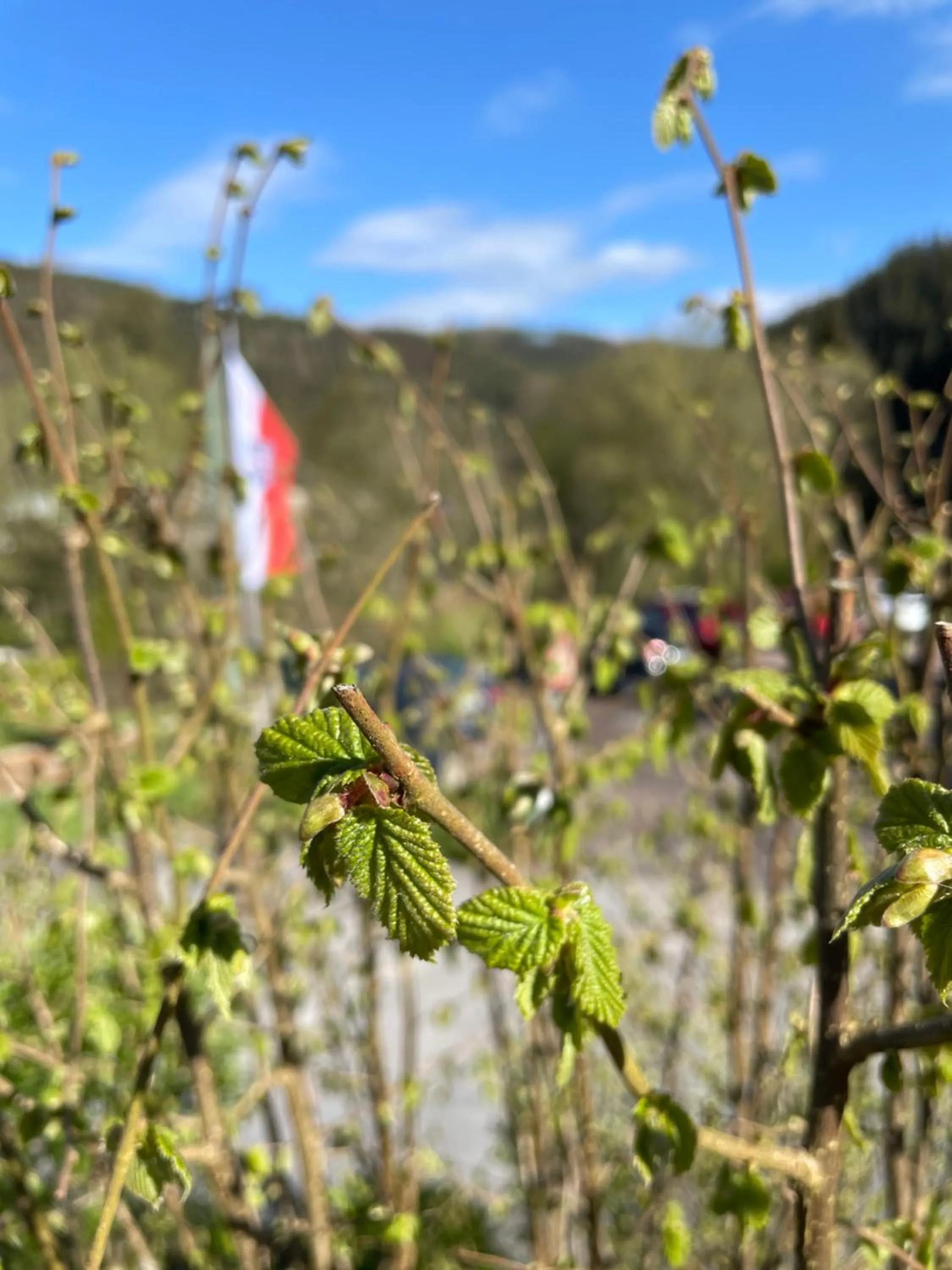 Day in Flair-Hotel Waldfrieden