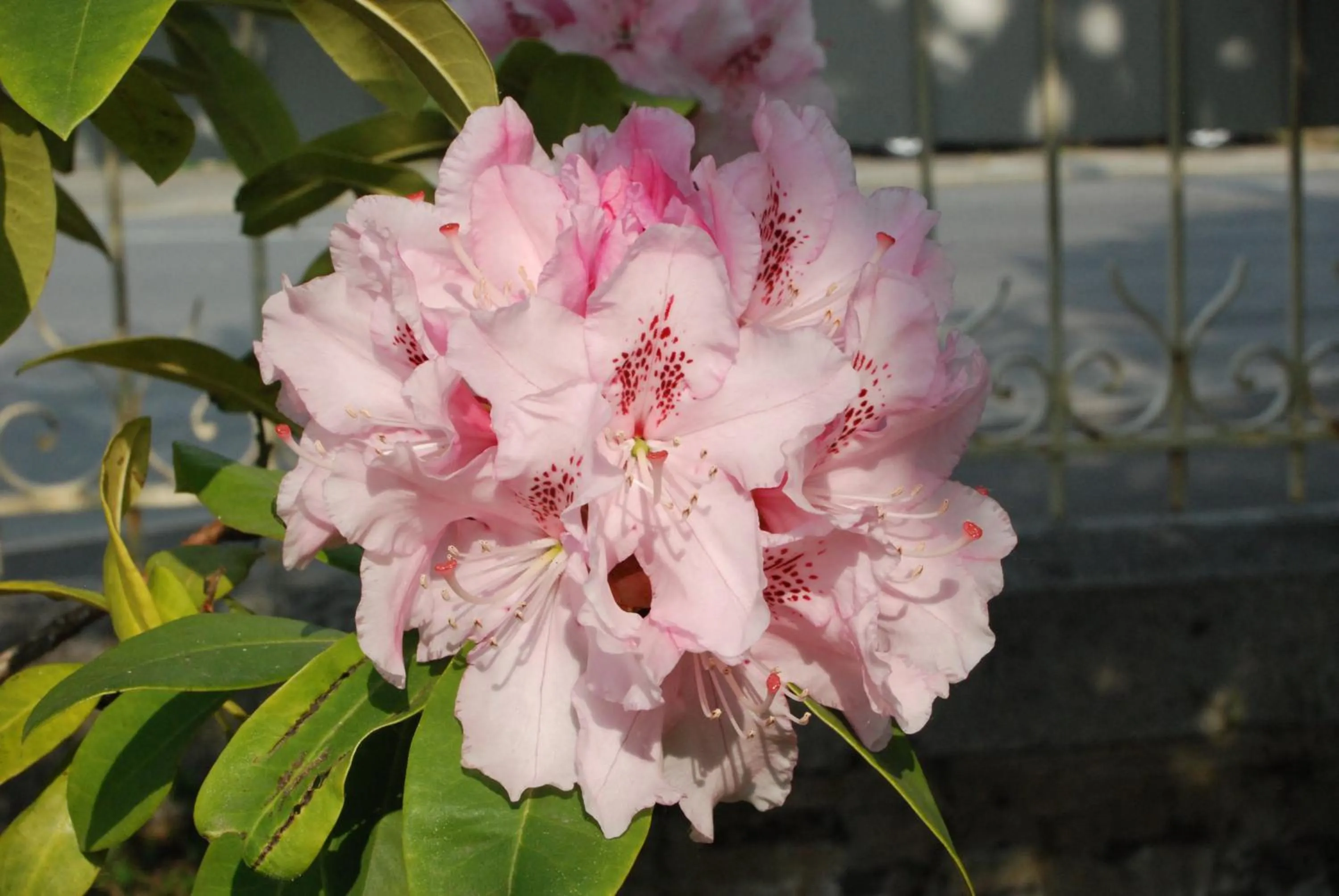 Garden in Hôtel Ariane & SPA