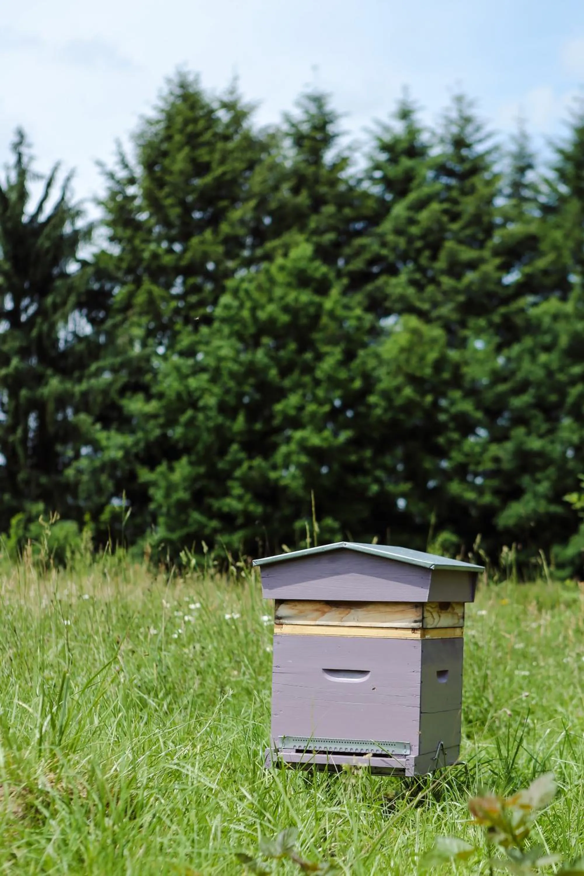 Natural landscape in La Chapelle Saint Martin
