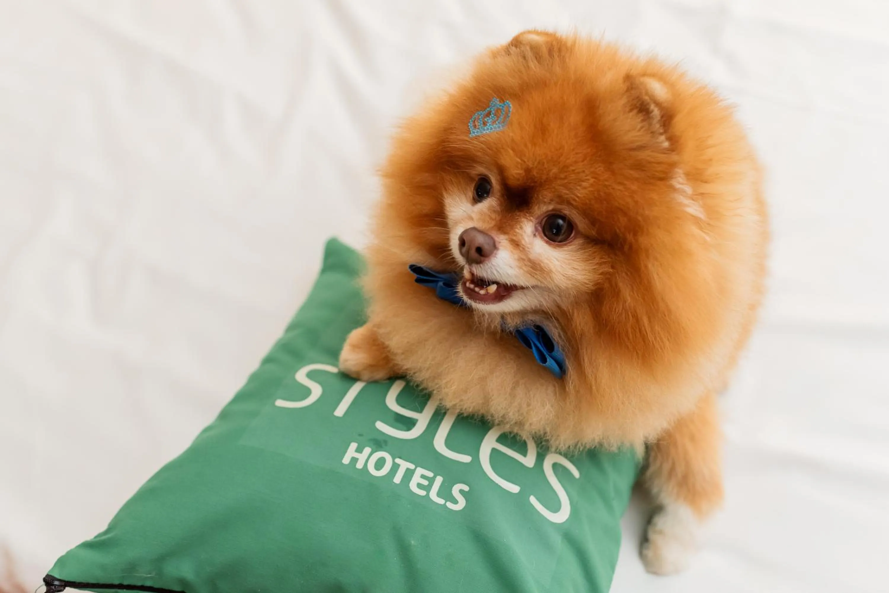 Pets in ibis Styles Rondonopolis