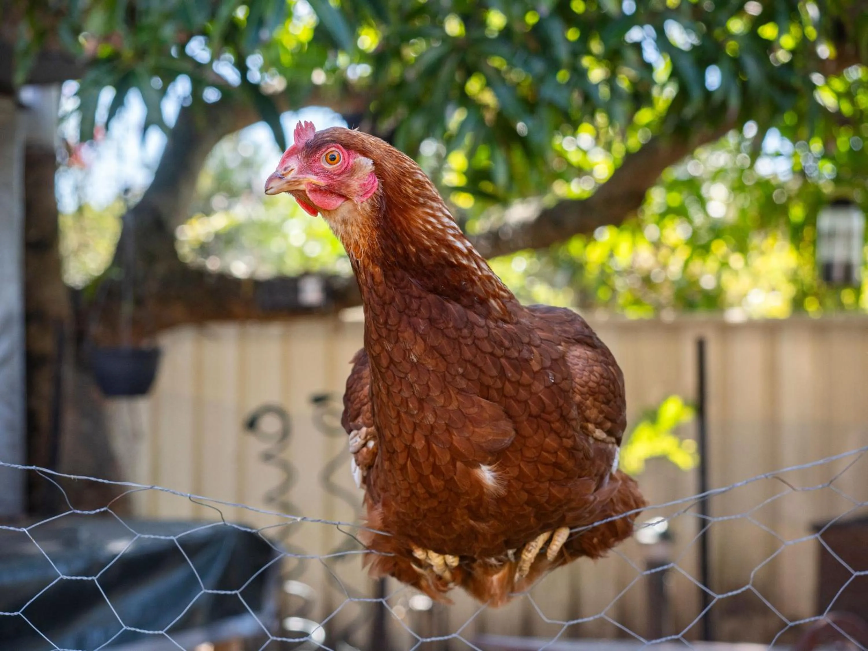 Kennedy Drive Boutique Motel - Close To City Centre & Airport