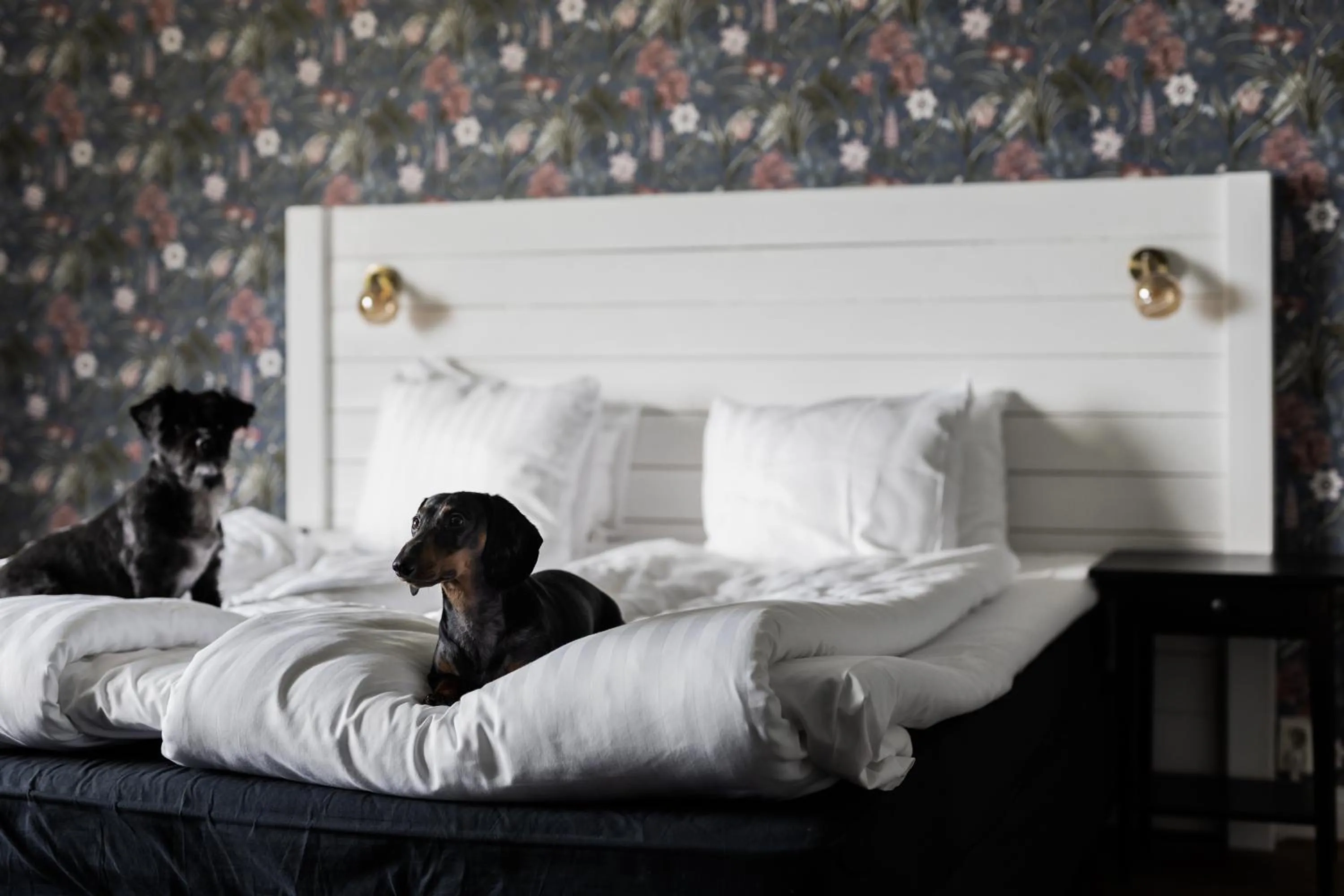 Animals, Bed in Hotel Gyllene Uttern