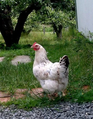 Pets in Elisetorp
