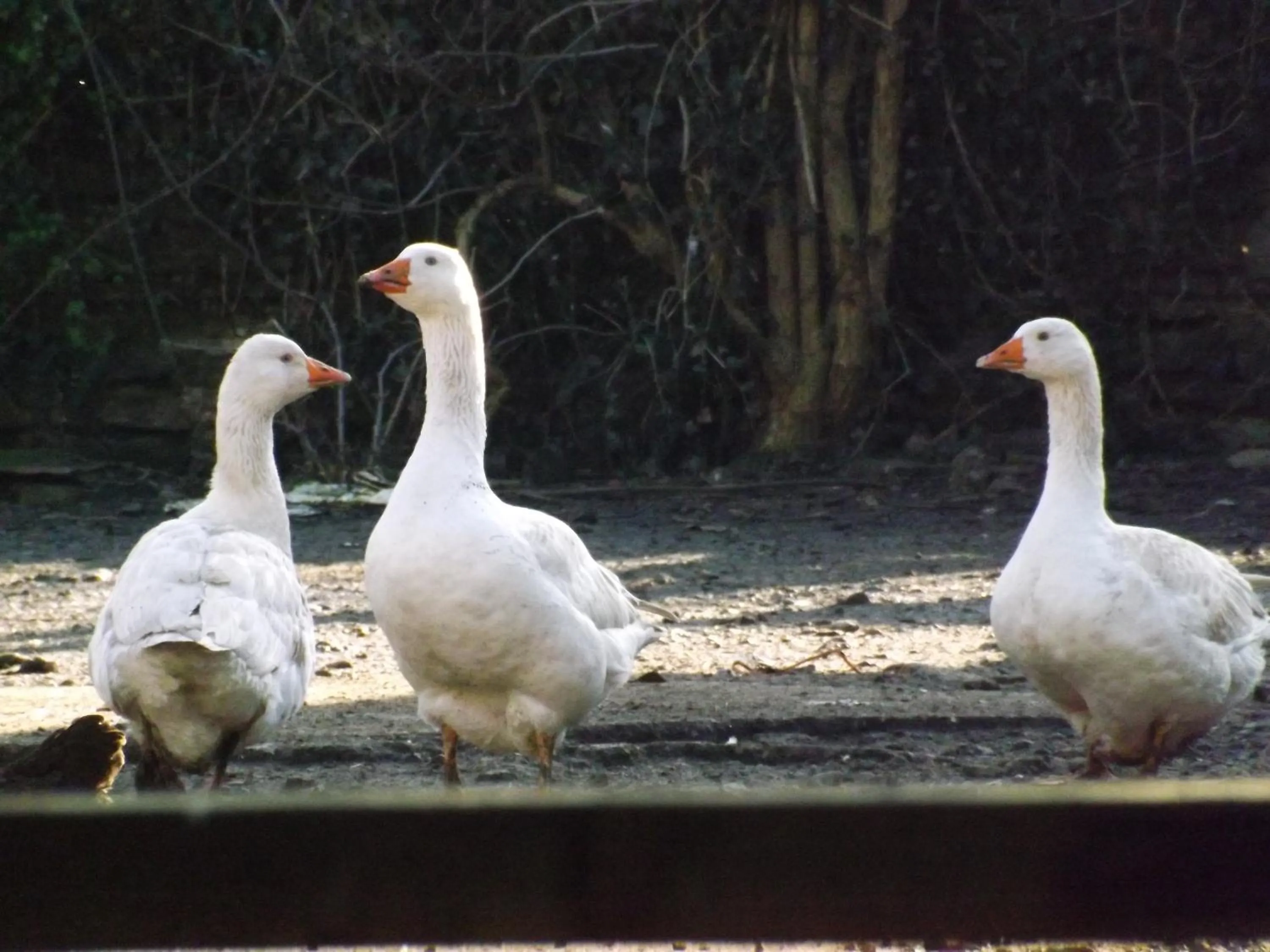 Animals in The Willows