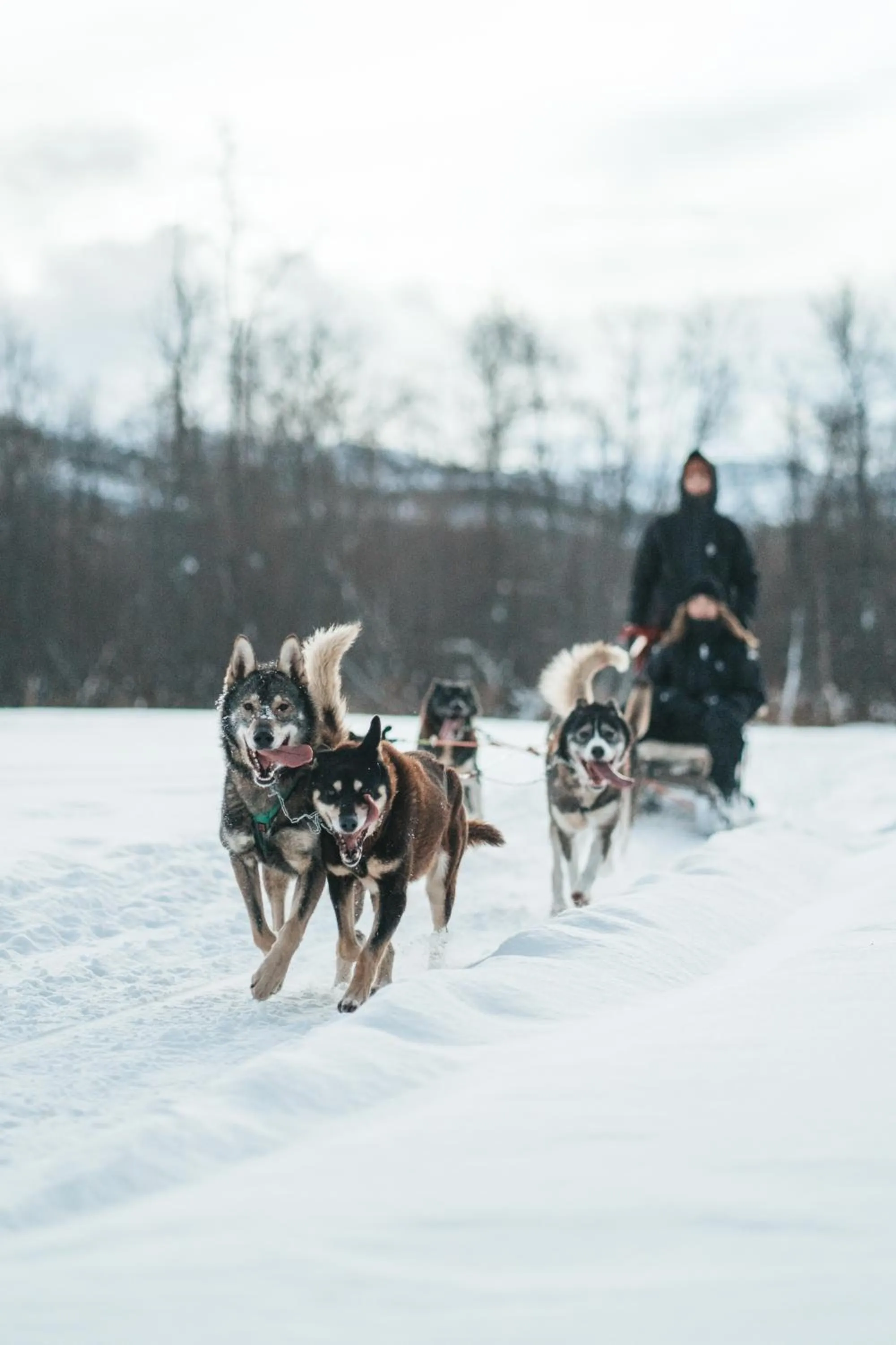 Activities in Holmen Husky Lodge