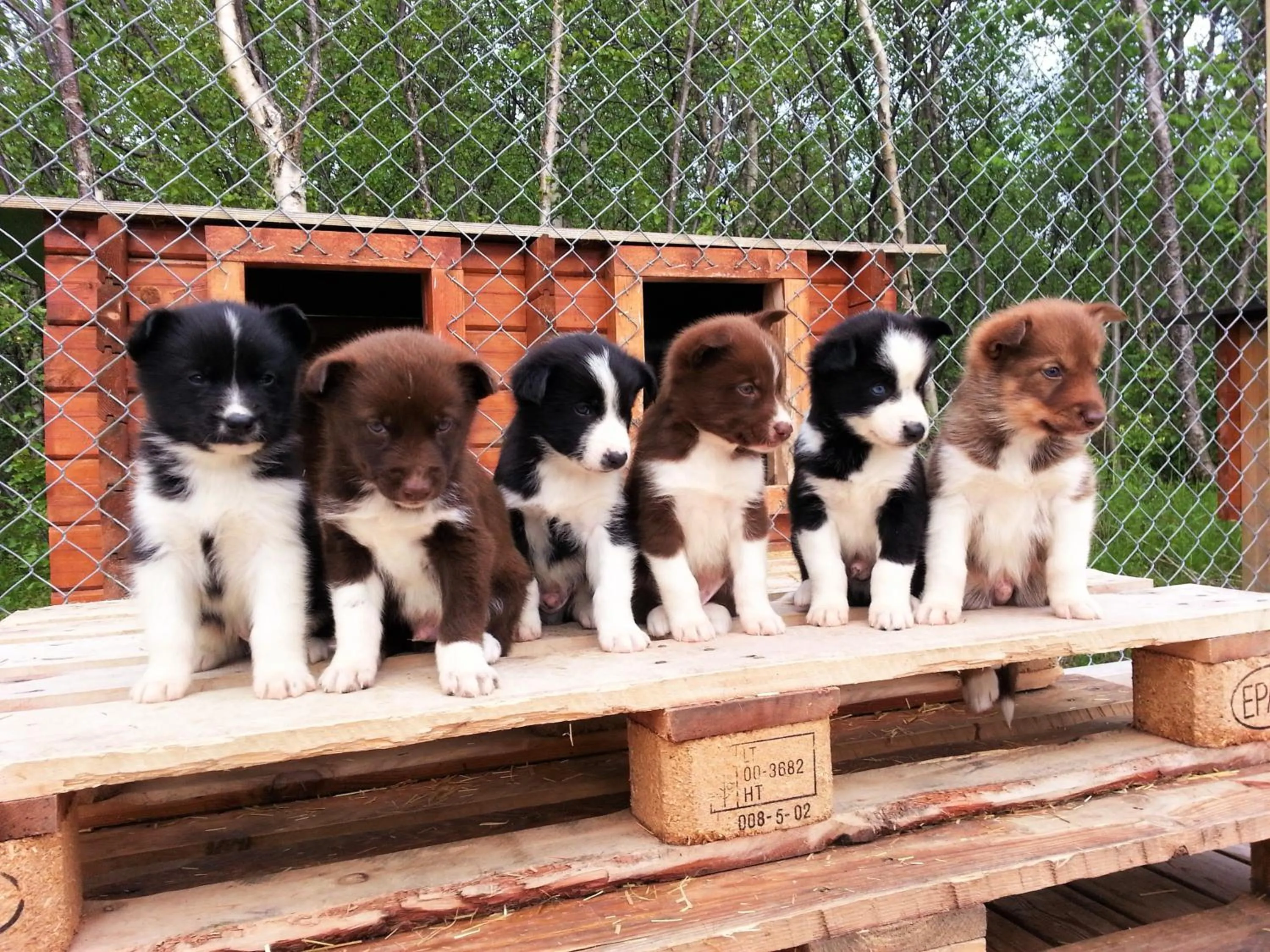 Animals in Holmen Husky Lodge
