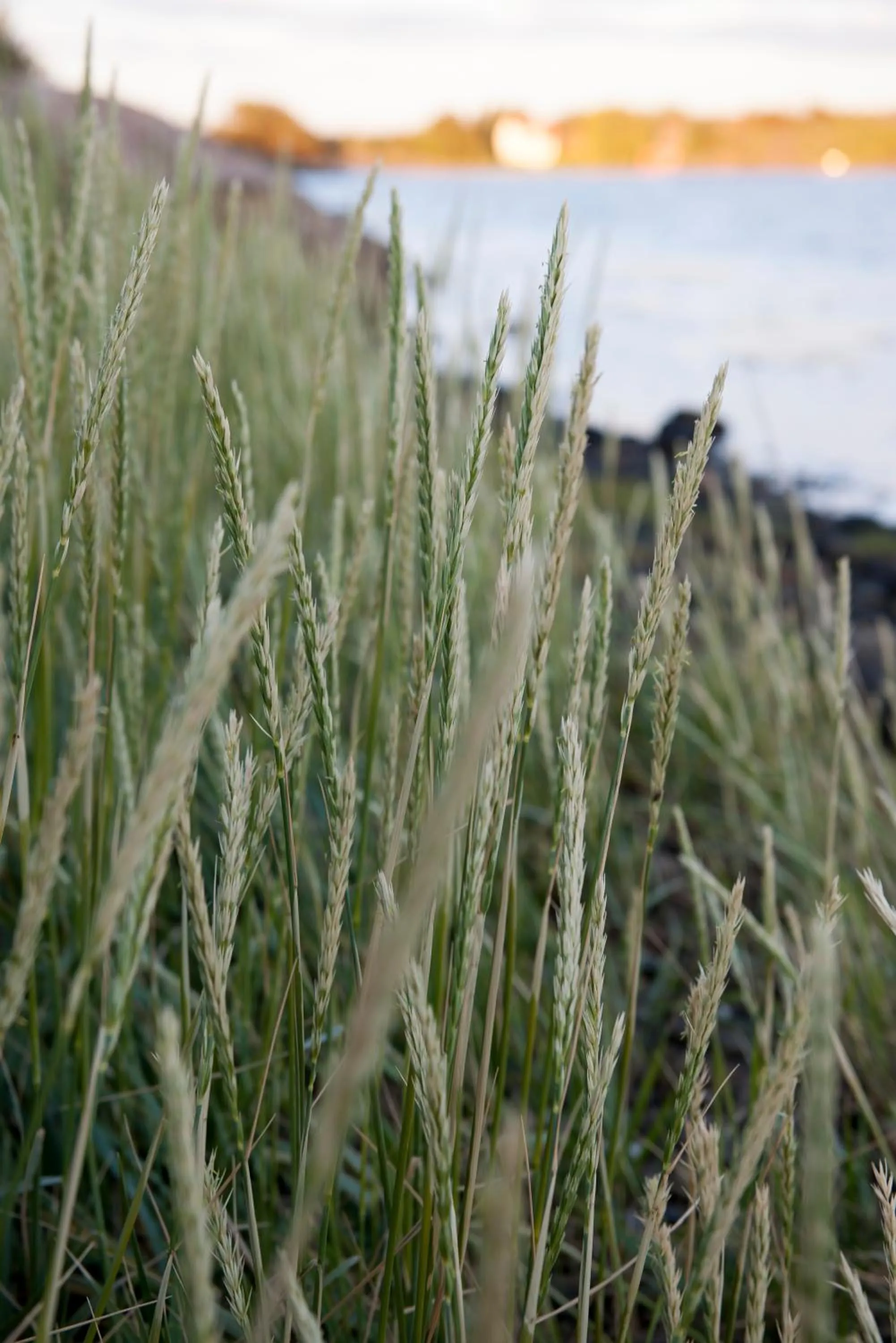 Beach in Strömstad Spa & Resort