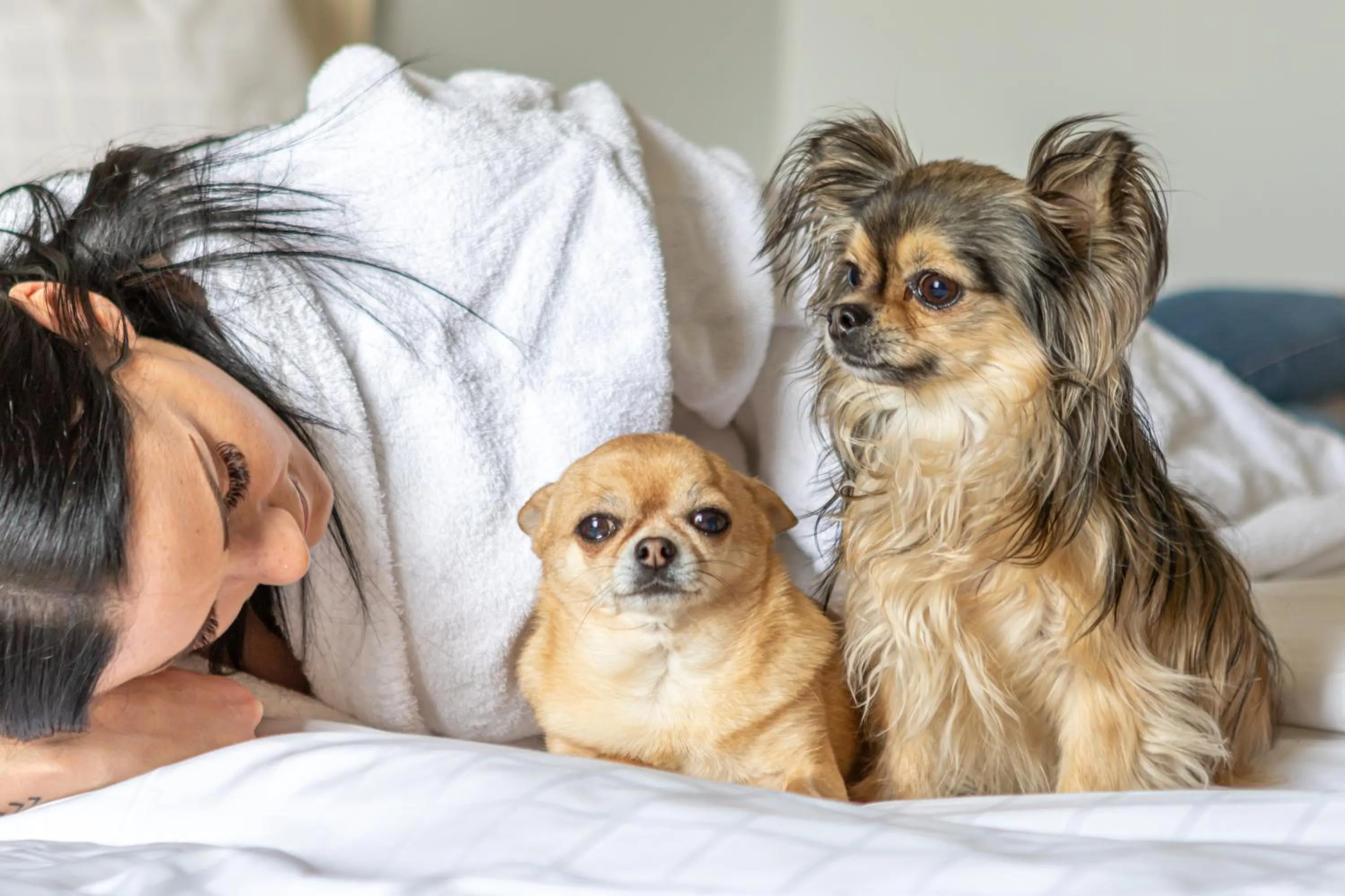 Pets in First Hotel Olofström