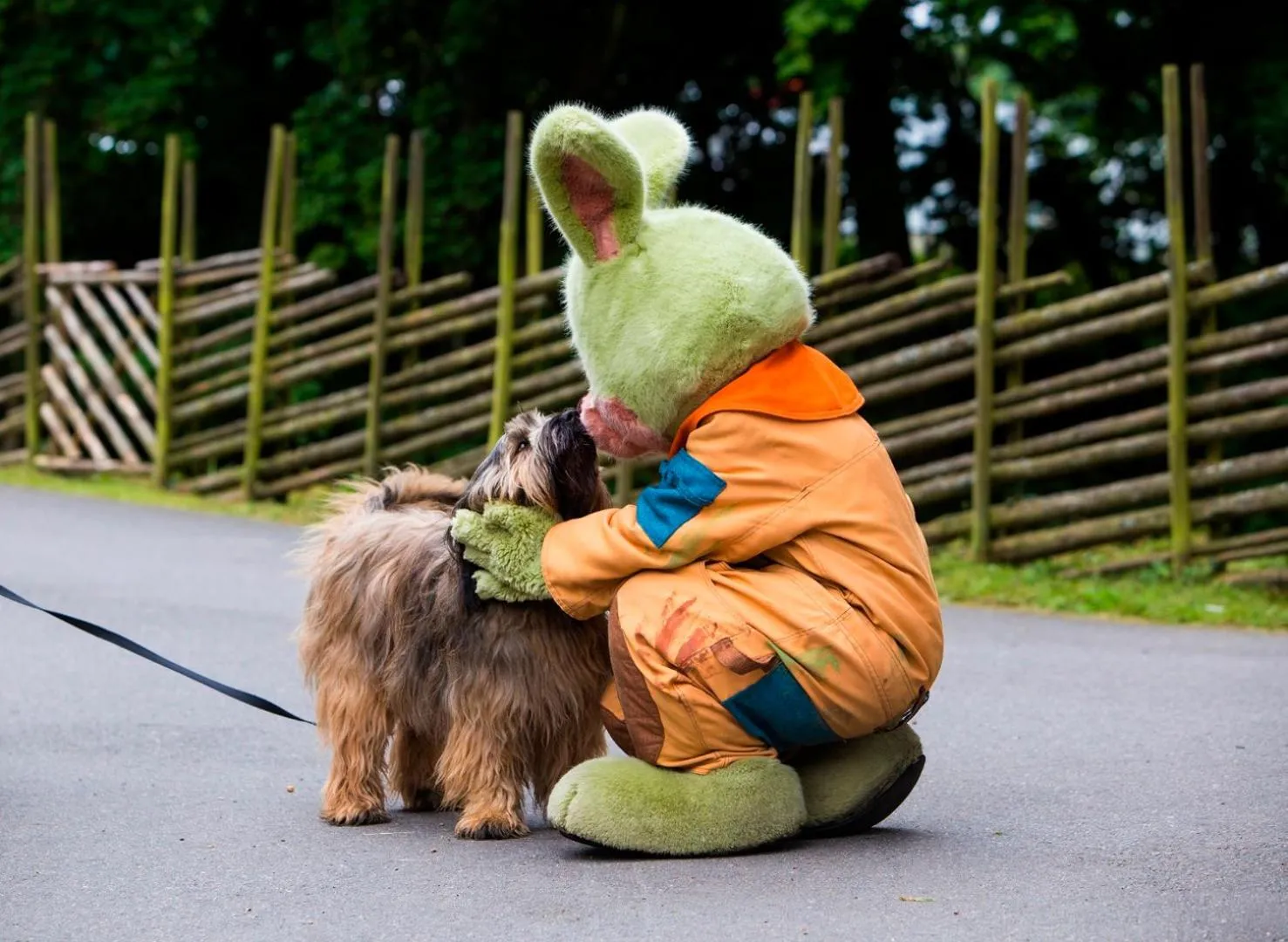 Pets in Lisebergsbyns Stugor