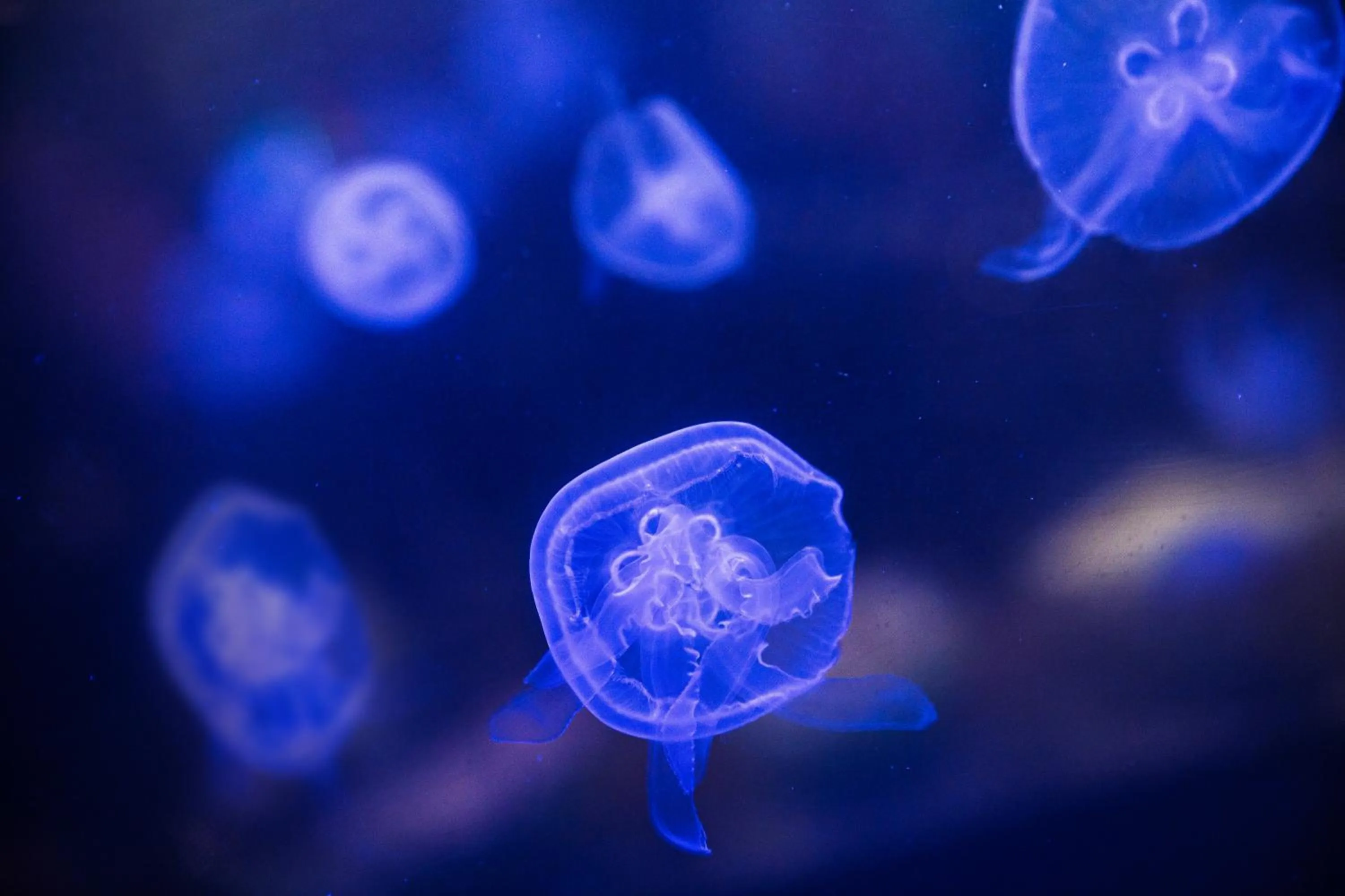 Lobby or reception in Hotel Balian Resort Kinshicho