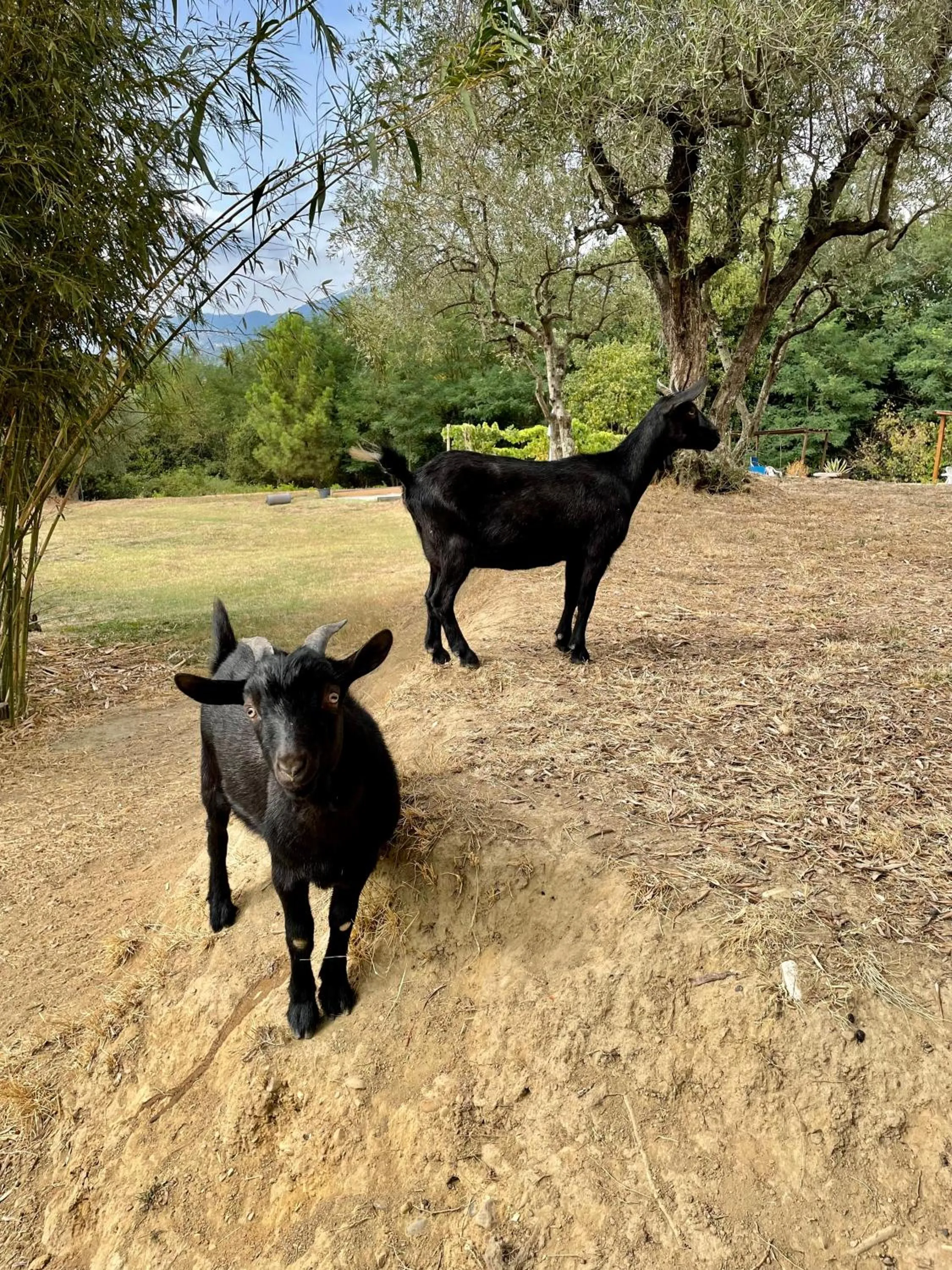 Animals in B&B Alloro