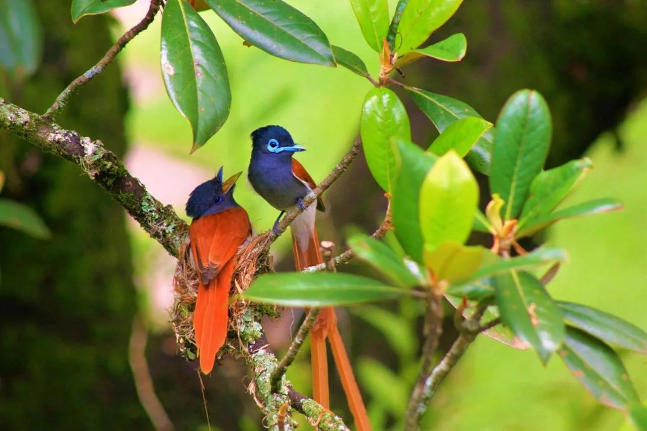 Bird's eye view in Idle & Wild Chalet