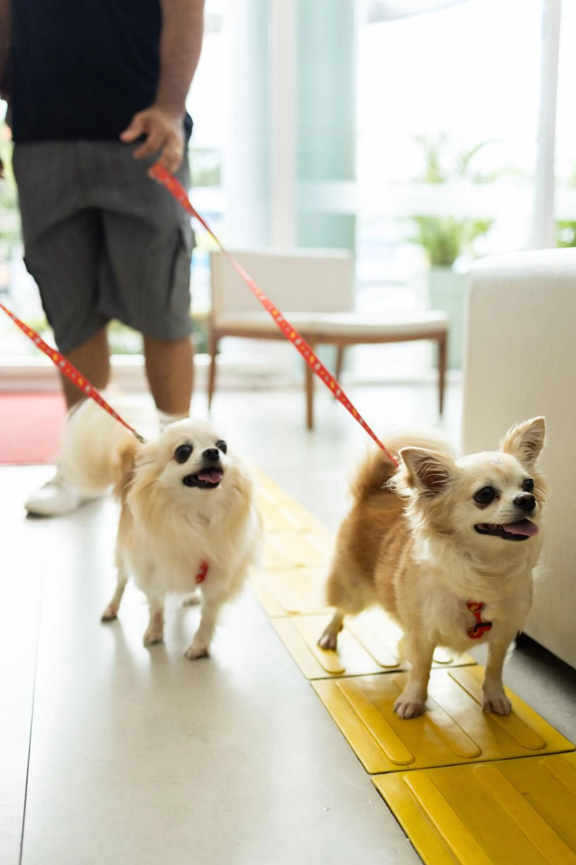 pet friendly in Ramada by Wyndham Macae Hotel & Suites