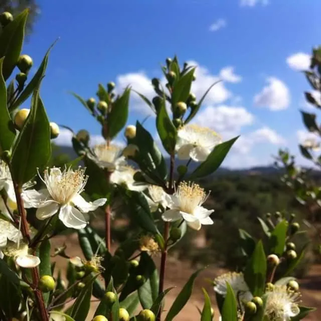 Spring in Nacchinono