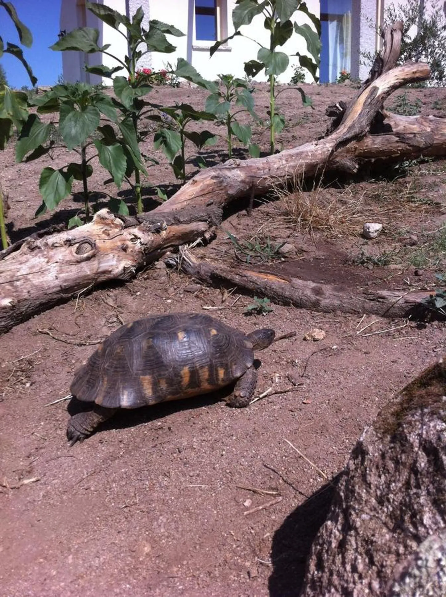 Property building in Nacchinono