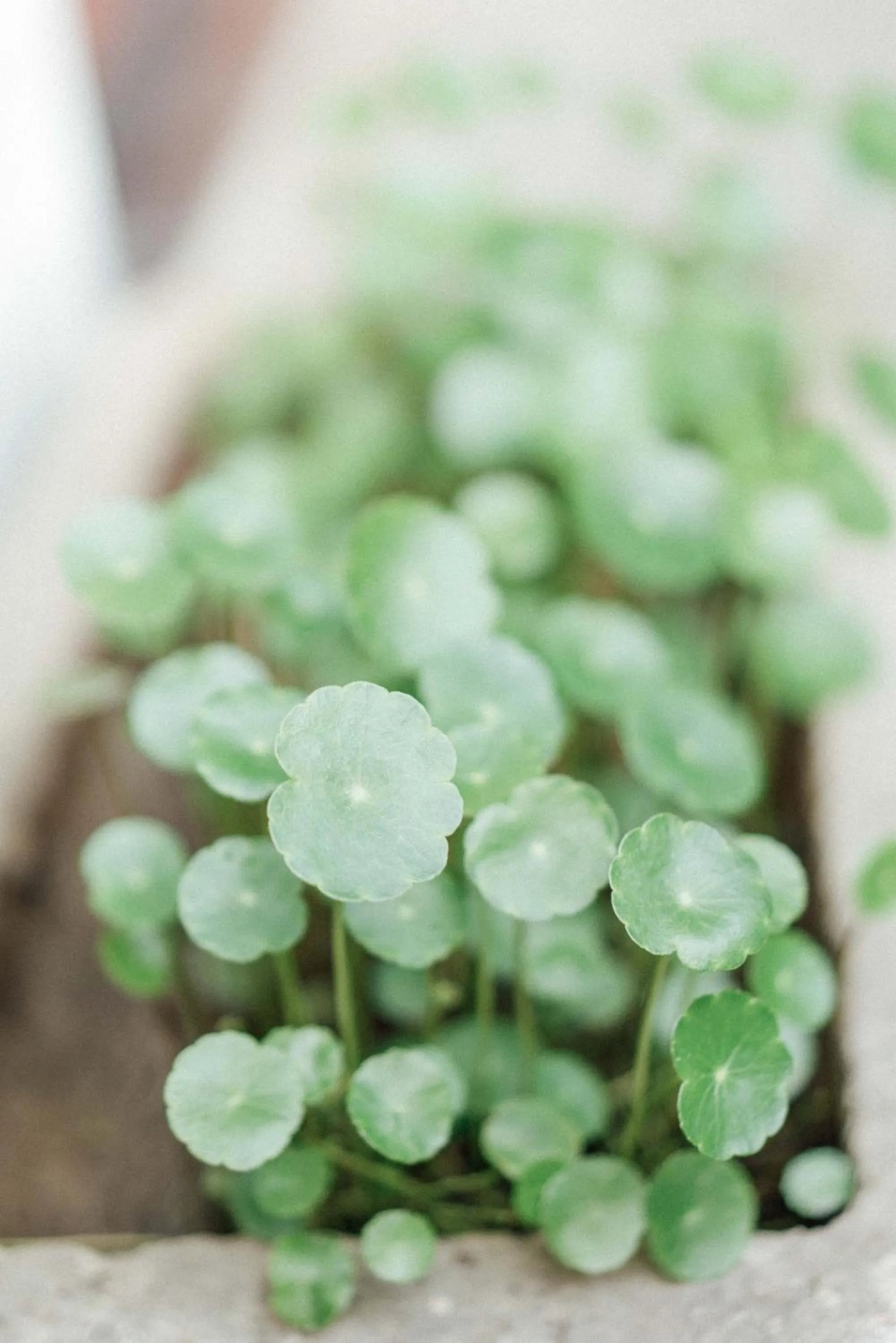 Garden view in Two Elms Hotel (Nanjing Confucius Temple Laomen East Branch)