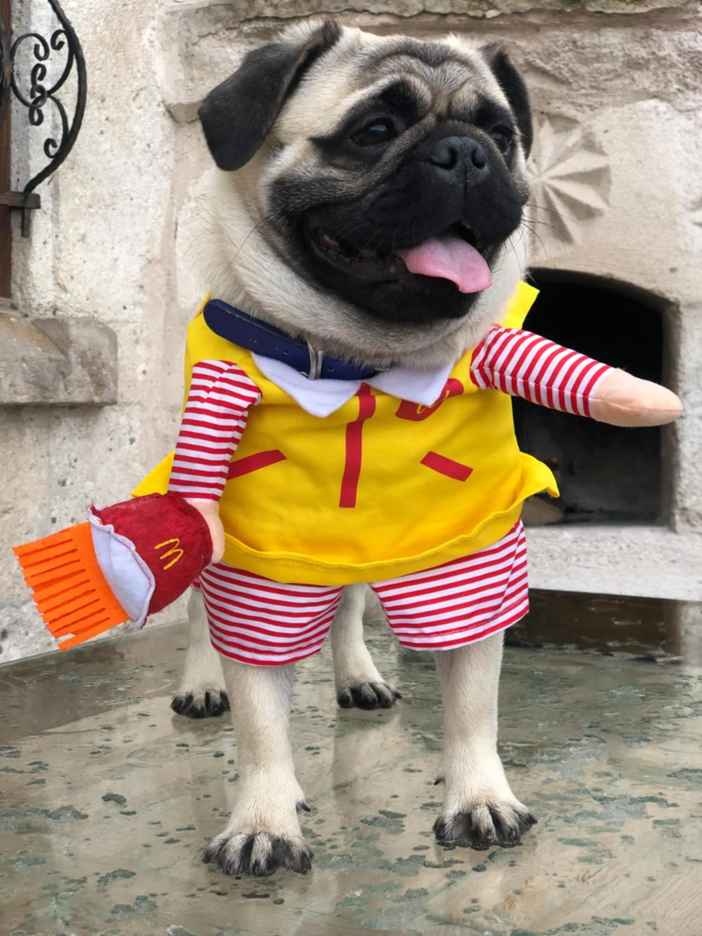 Pets in Wish Cappadocia Luxury Boutique Chain Hotels