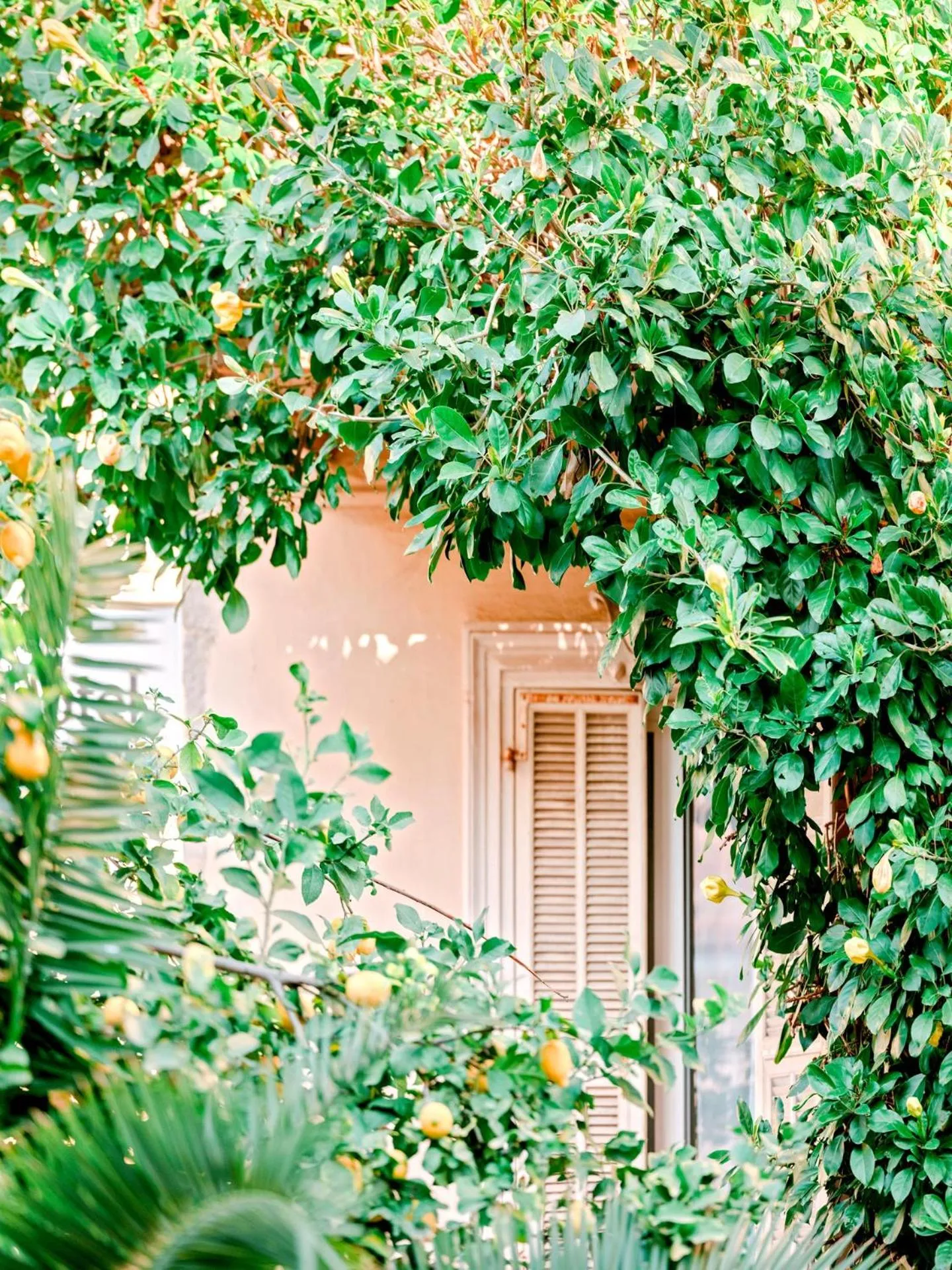 Garden in Hotel Lemon
