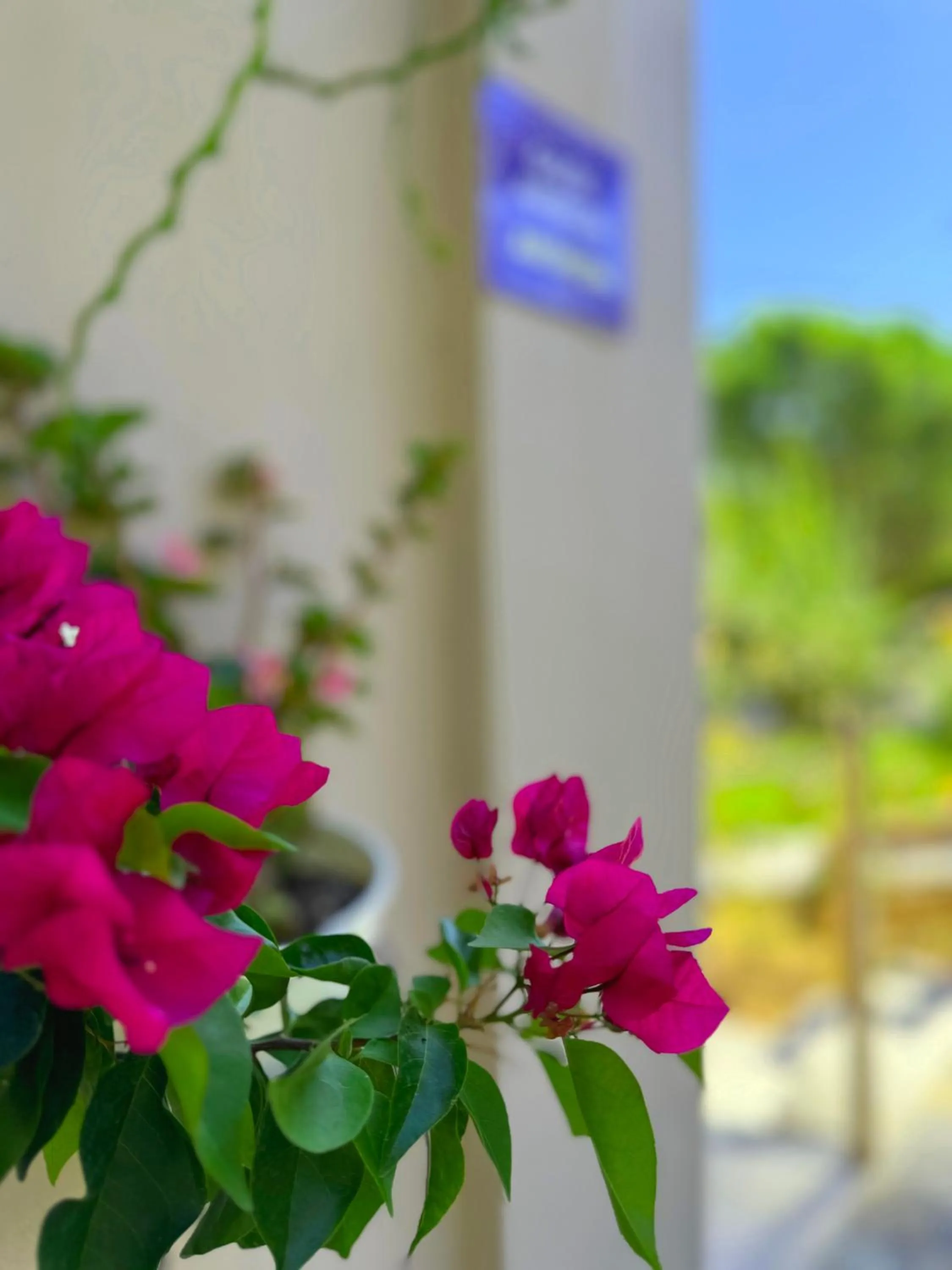 Garden in Sun Rise Hotel Apartments