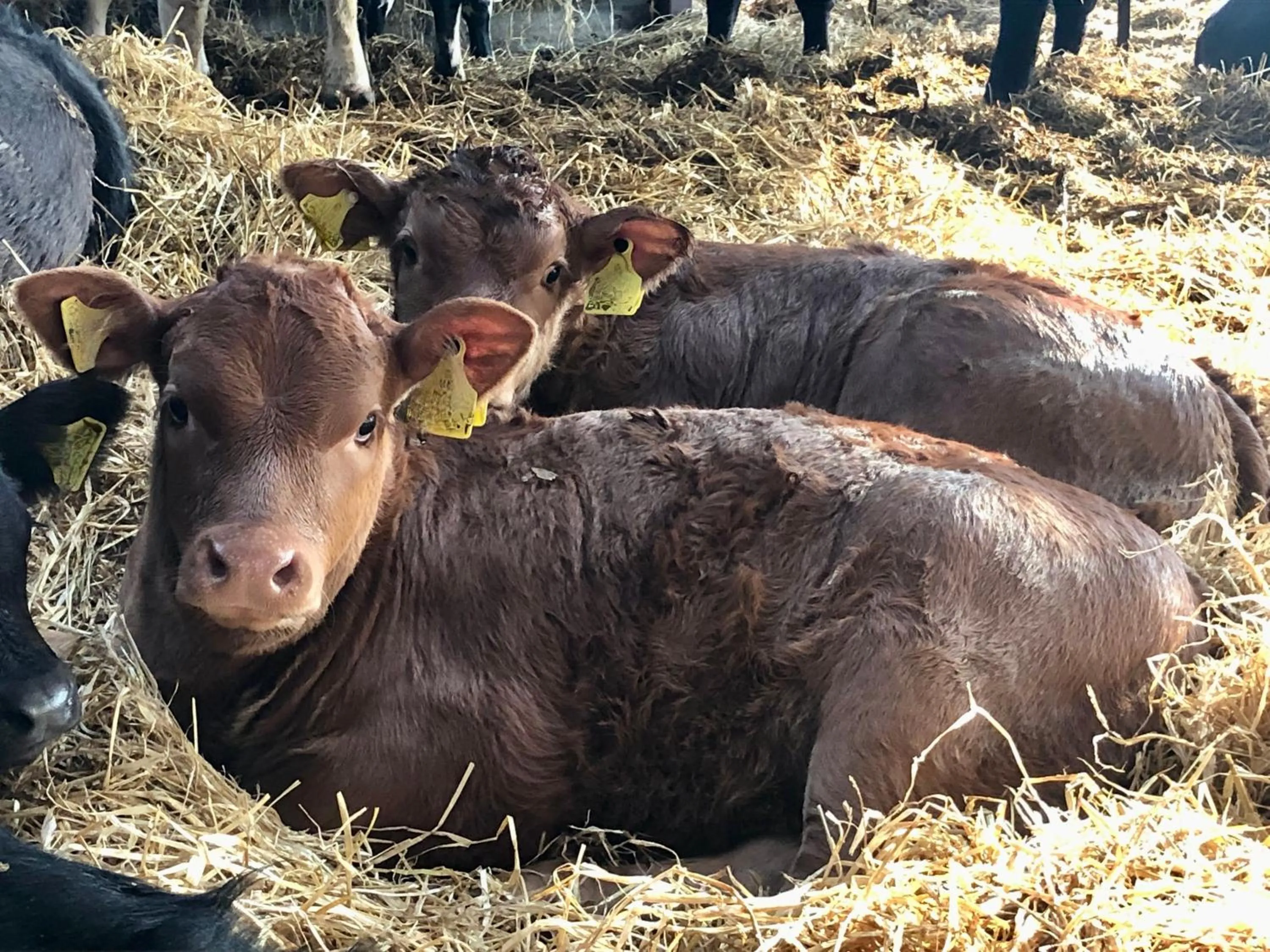 Animals in Manor Farm Stay