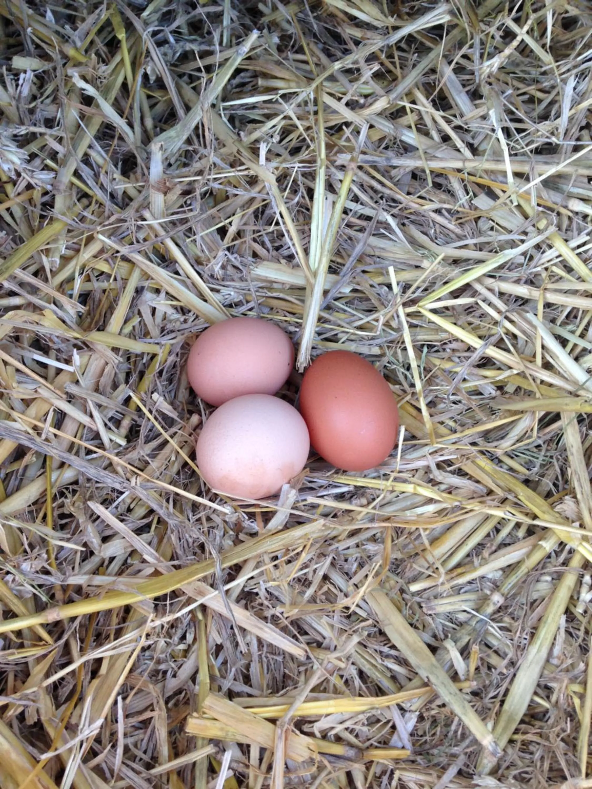Animals in Manor Farm Stay
