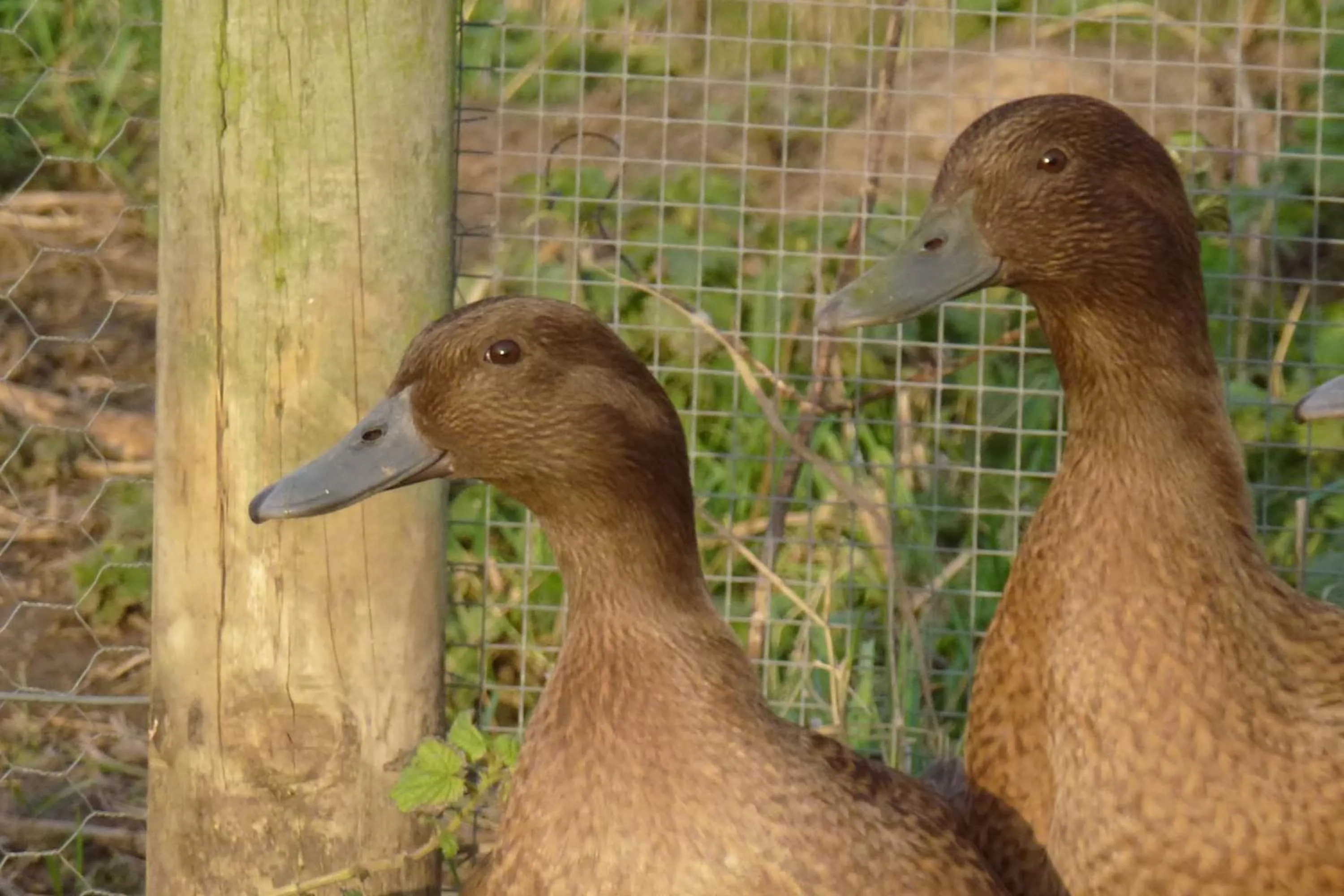 Animals in Manor Farm Stay