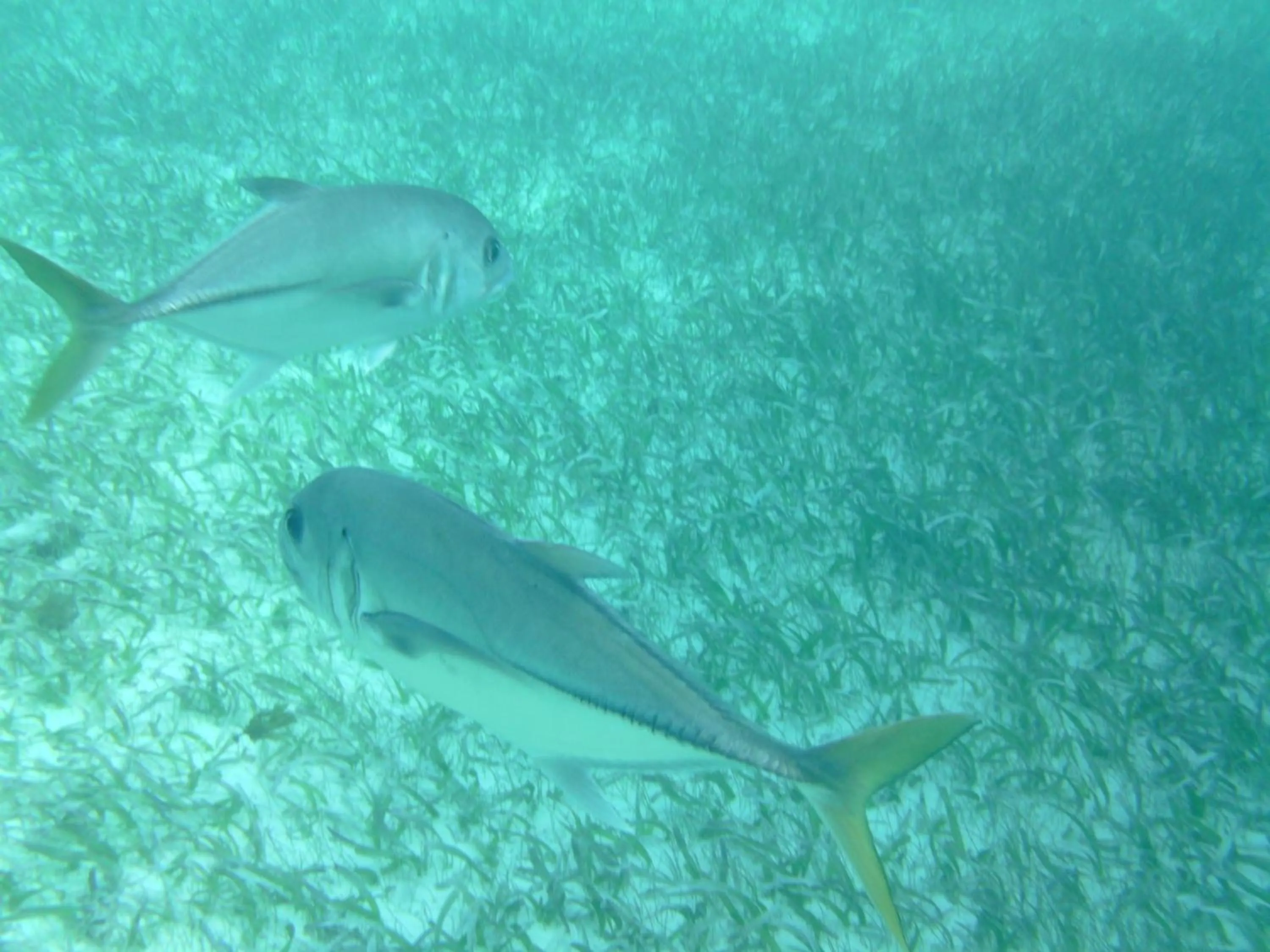 Diving in The Crimson Orchid Inn at Orchid Bay