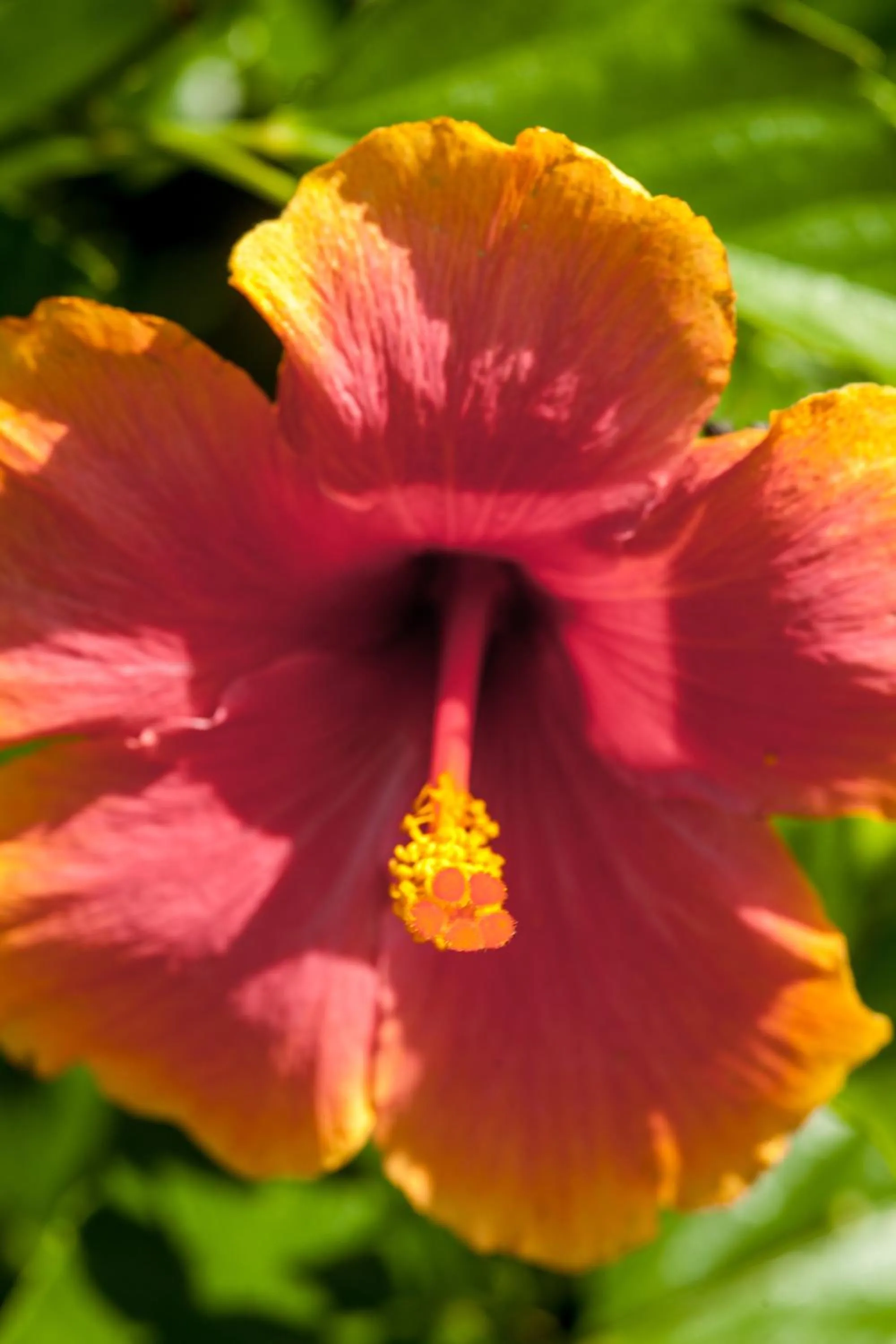 Garden in The Crimson Orchid Inn at Orchid Bay