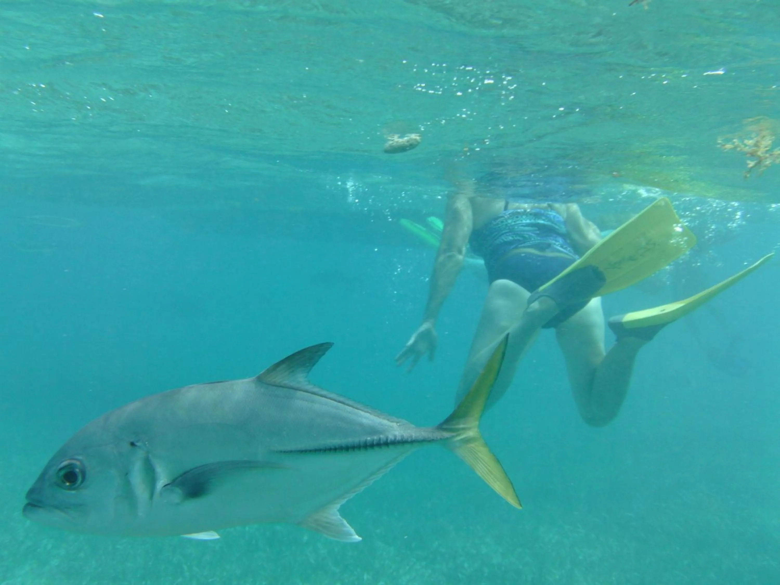 Diving in The Crimson Orchid Inn at Orchid Bay