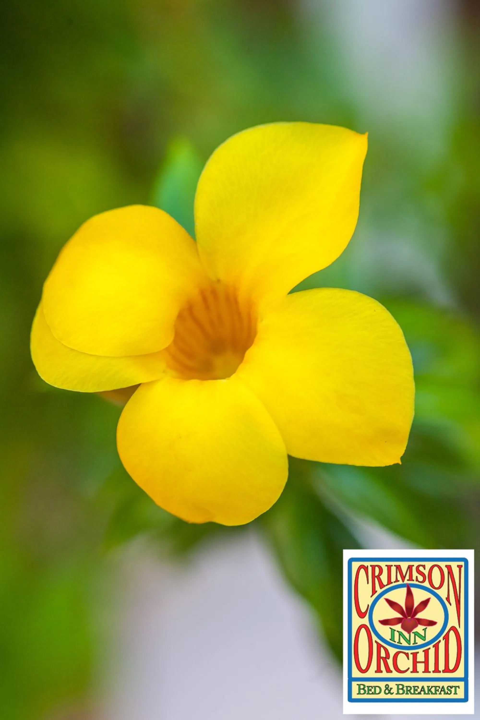 Garden in The Crimson Orchid Inn at Orchid Bay