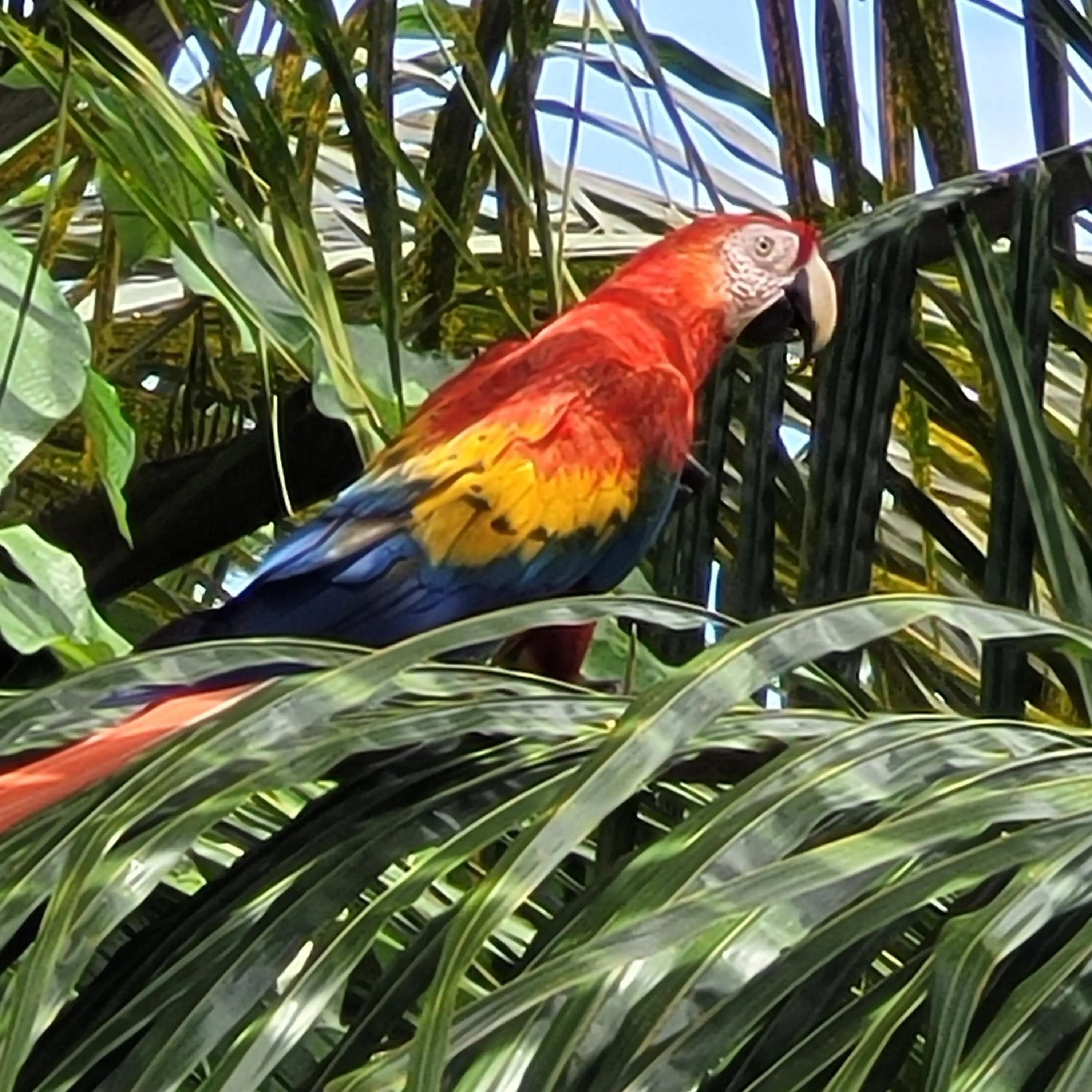 Animals in Tico Tico Villas - Adult Only