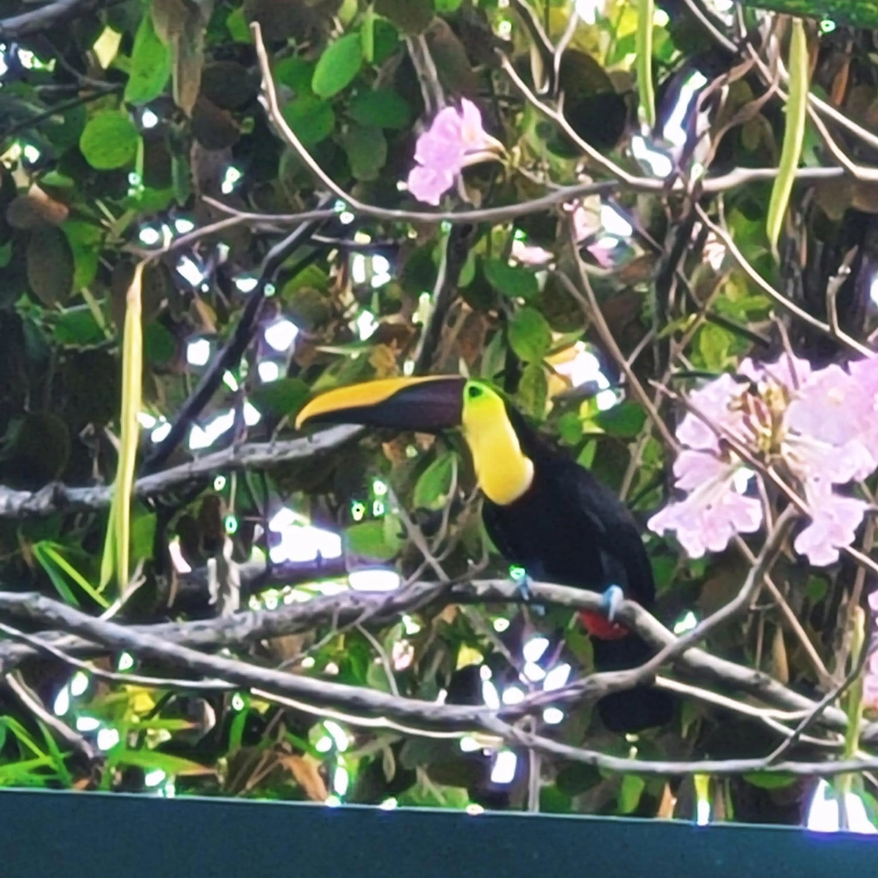 Animals in Tico Tico Villas - Adult Only