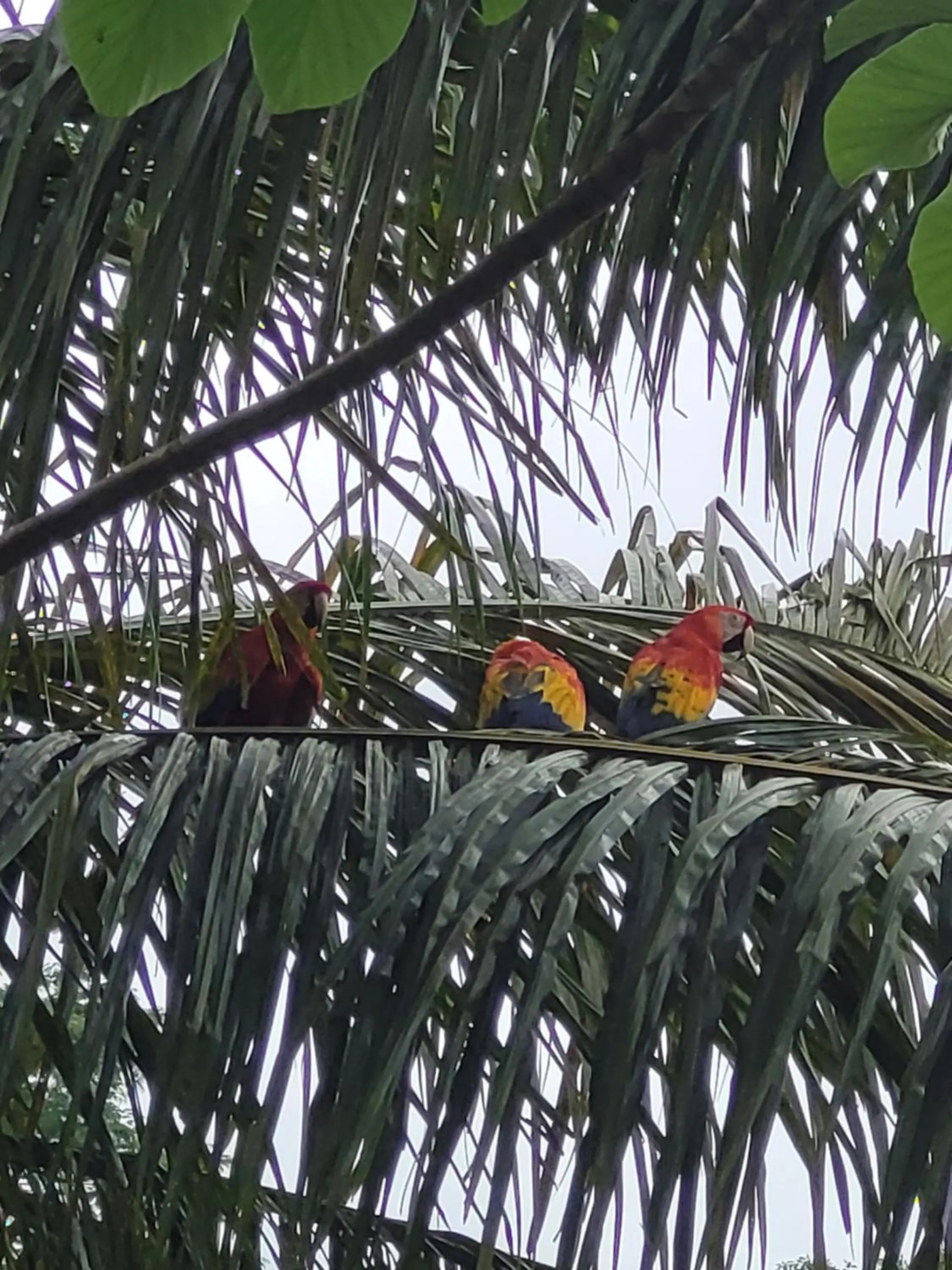 Animals in Tico Tico Villas - Adult Only