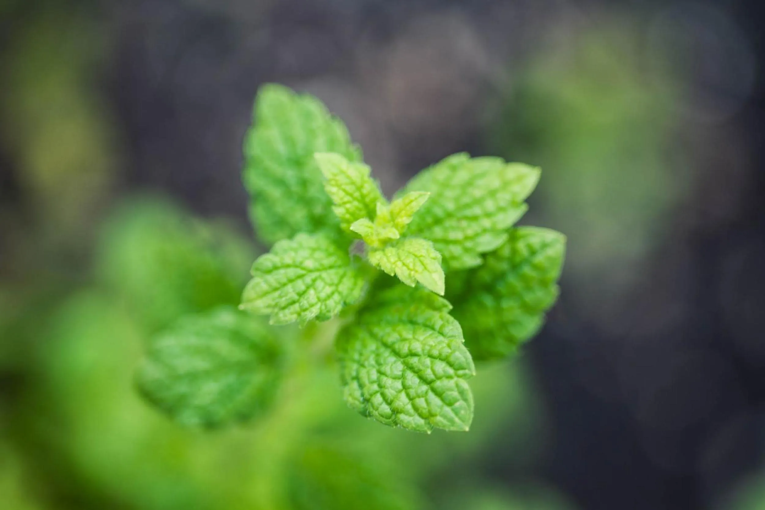 Other in Hotel Steuxner