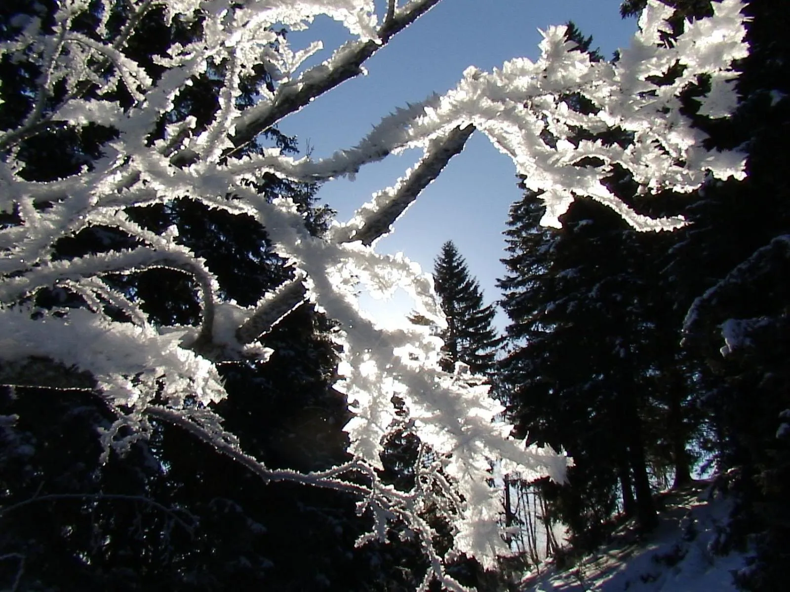 Natural landscape in Landhotel Lacknerhof