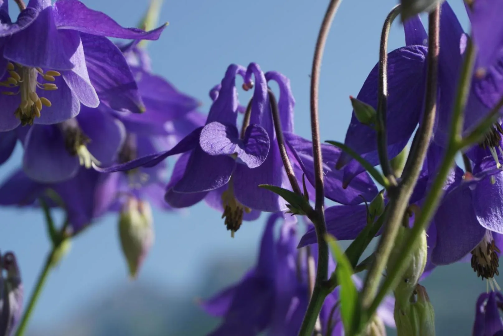 Garden in Landhotel Lacknerhof