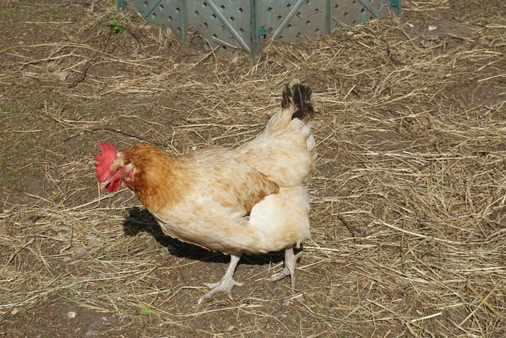 Pets in Landhotel Lacknerhof