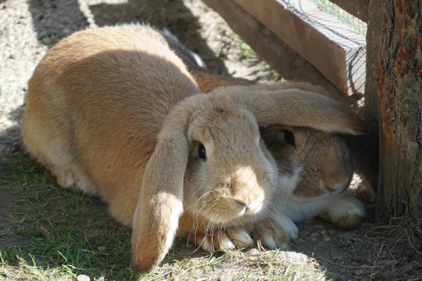 Pets in Landhotel Lacknerhof