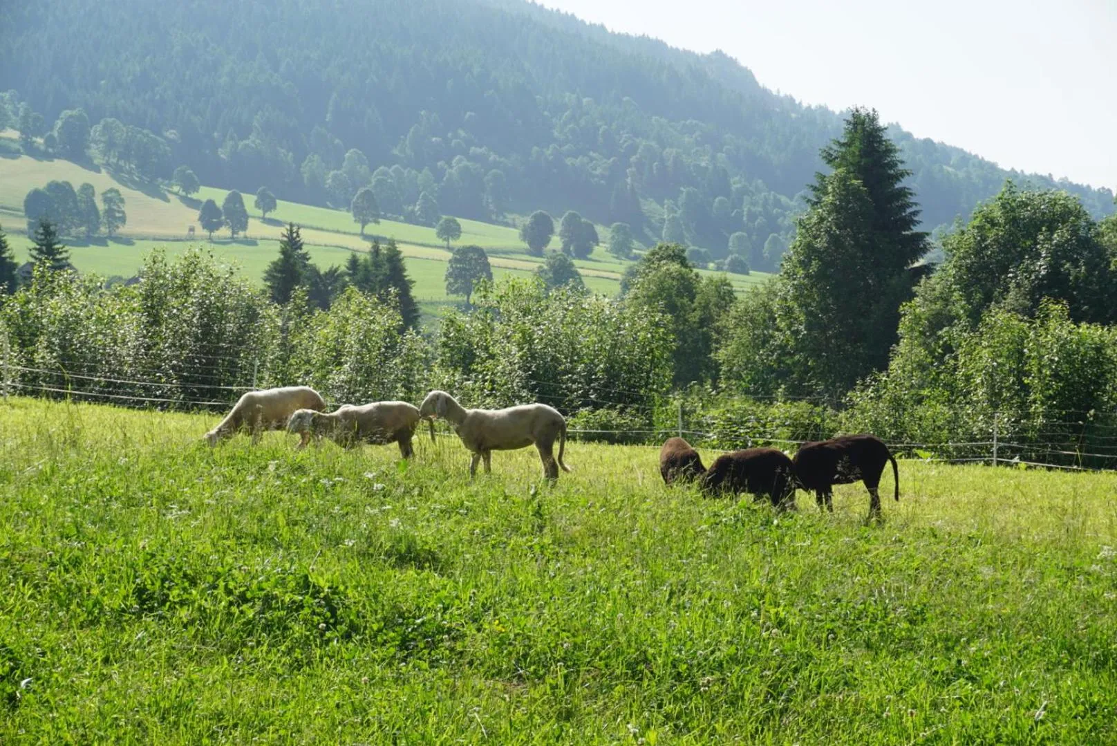 Pets in Landhotel Lacknerhof