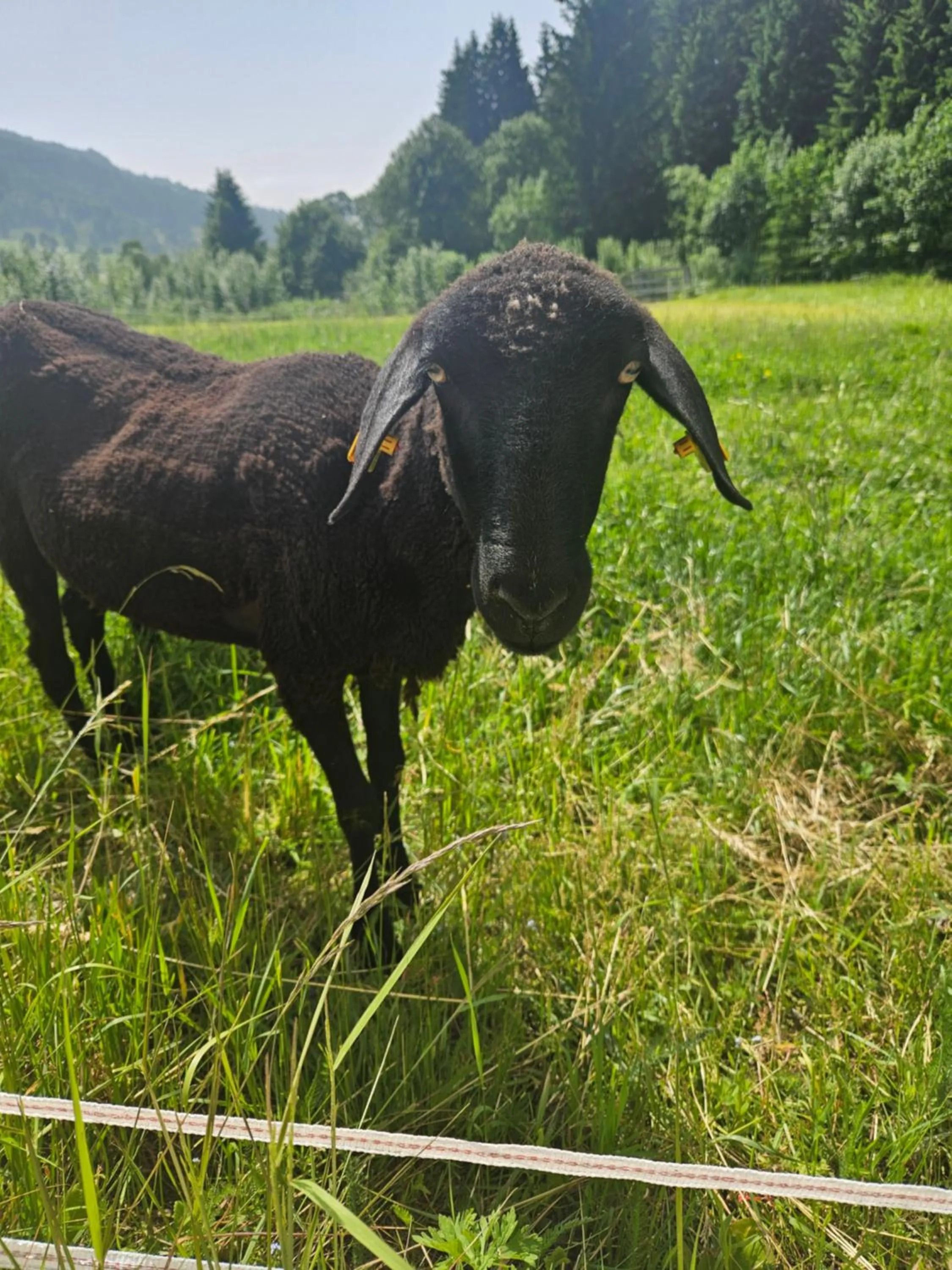 Pets in Landhotel Lacknerhof