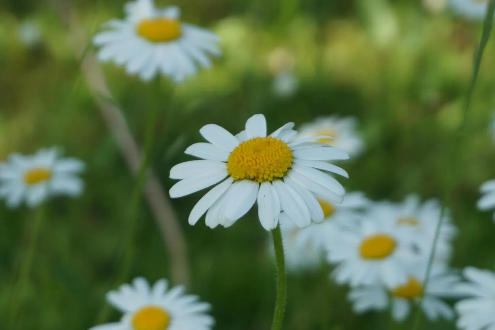 Spring in Landhotel Lacknerhof