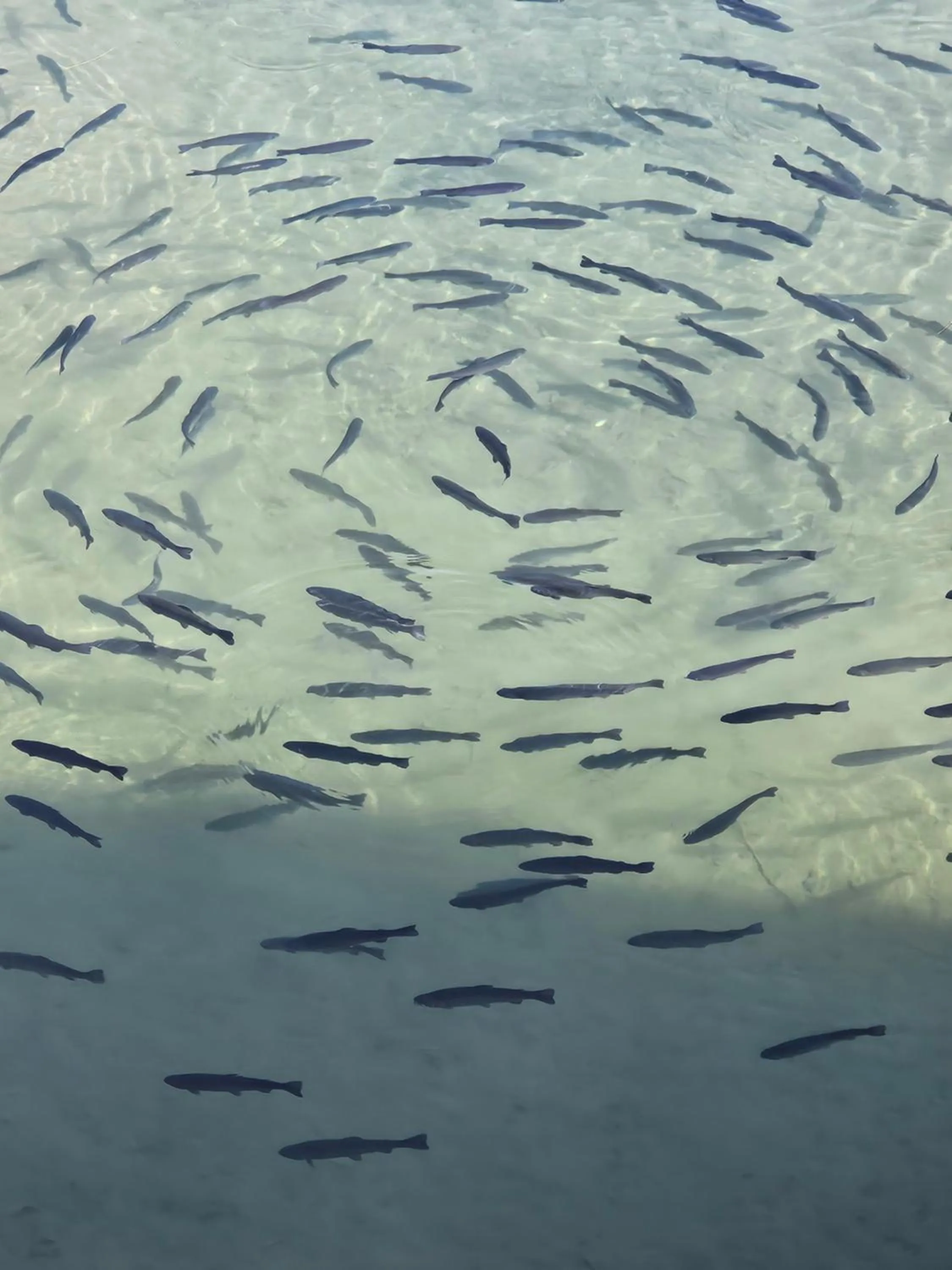 Pets in Landhotel Lacknerhof
