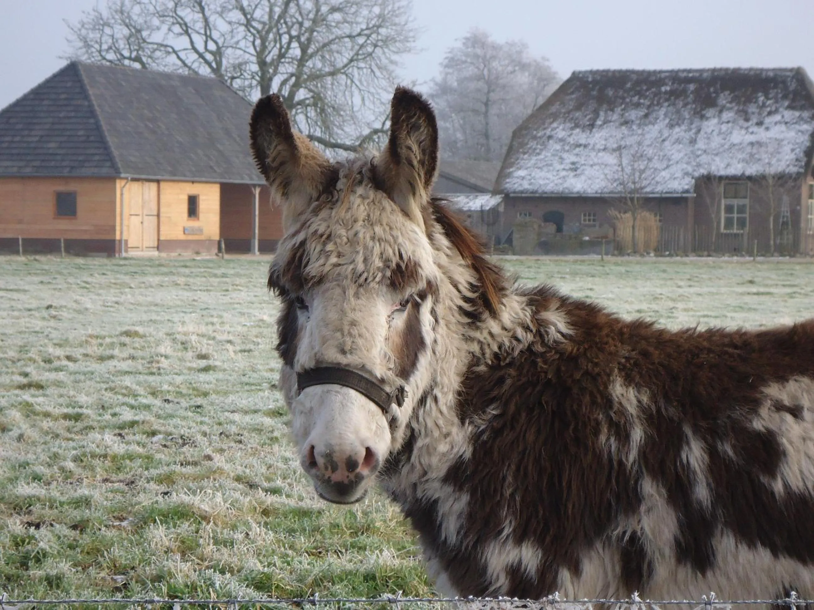 Pets in Bed & Breakfast El Manso