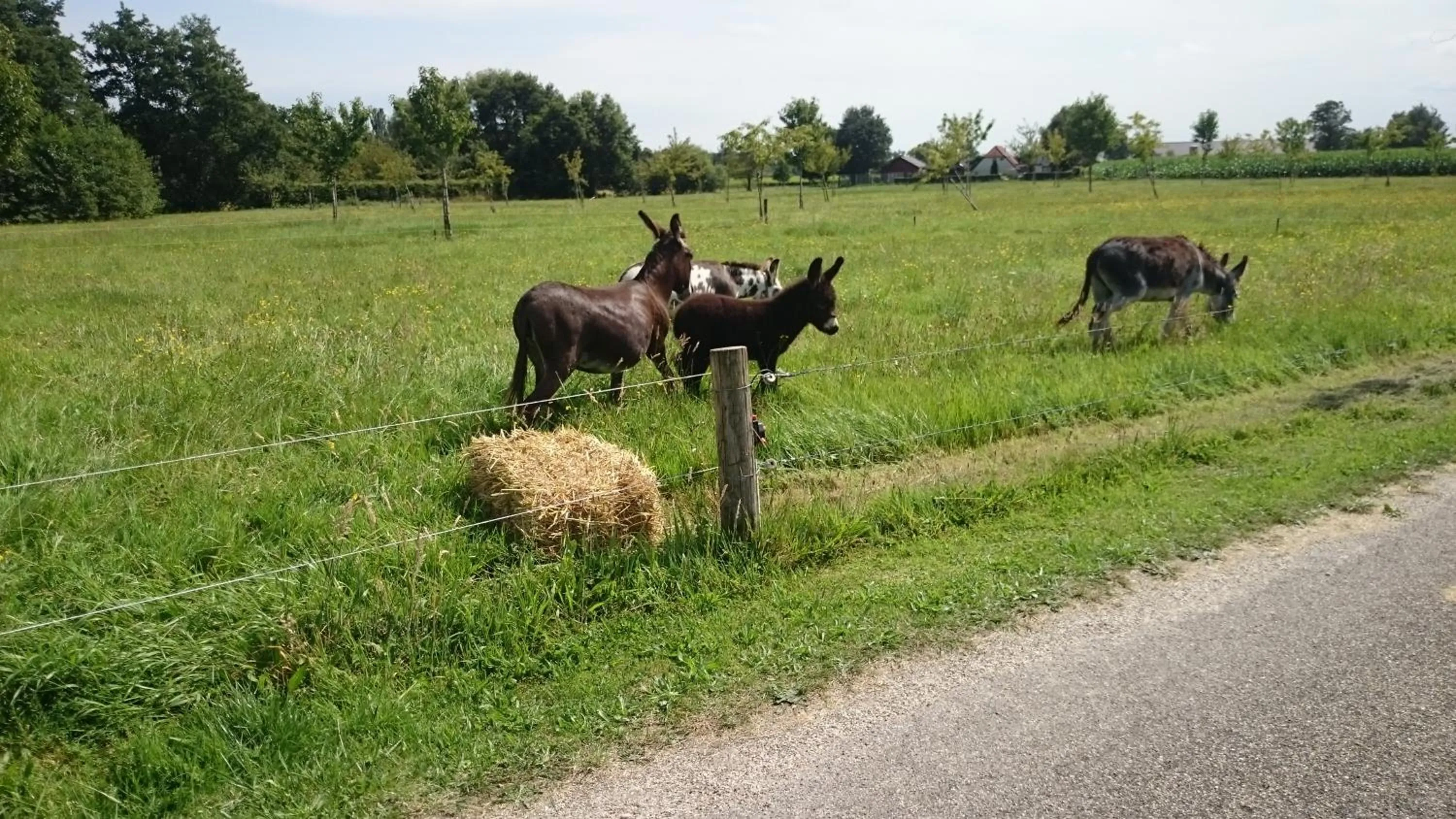 Garden in Bed & Breakfast El Manso
